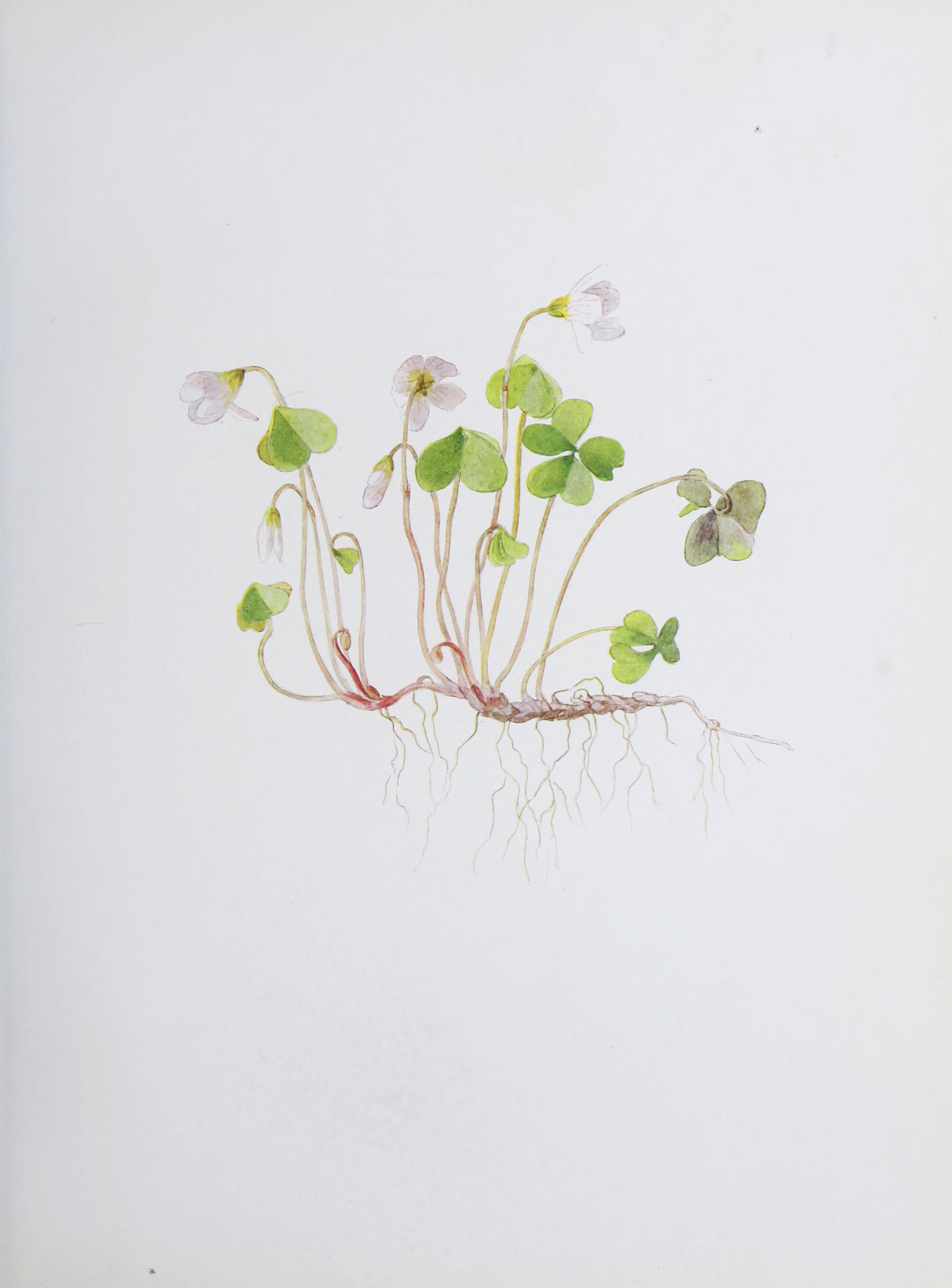 no full size  illustration available (3a)