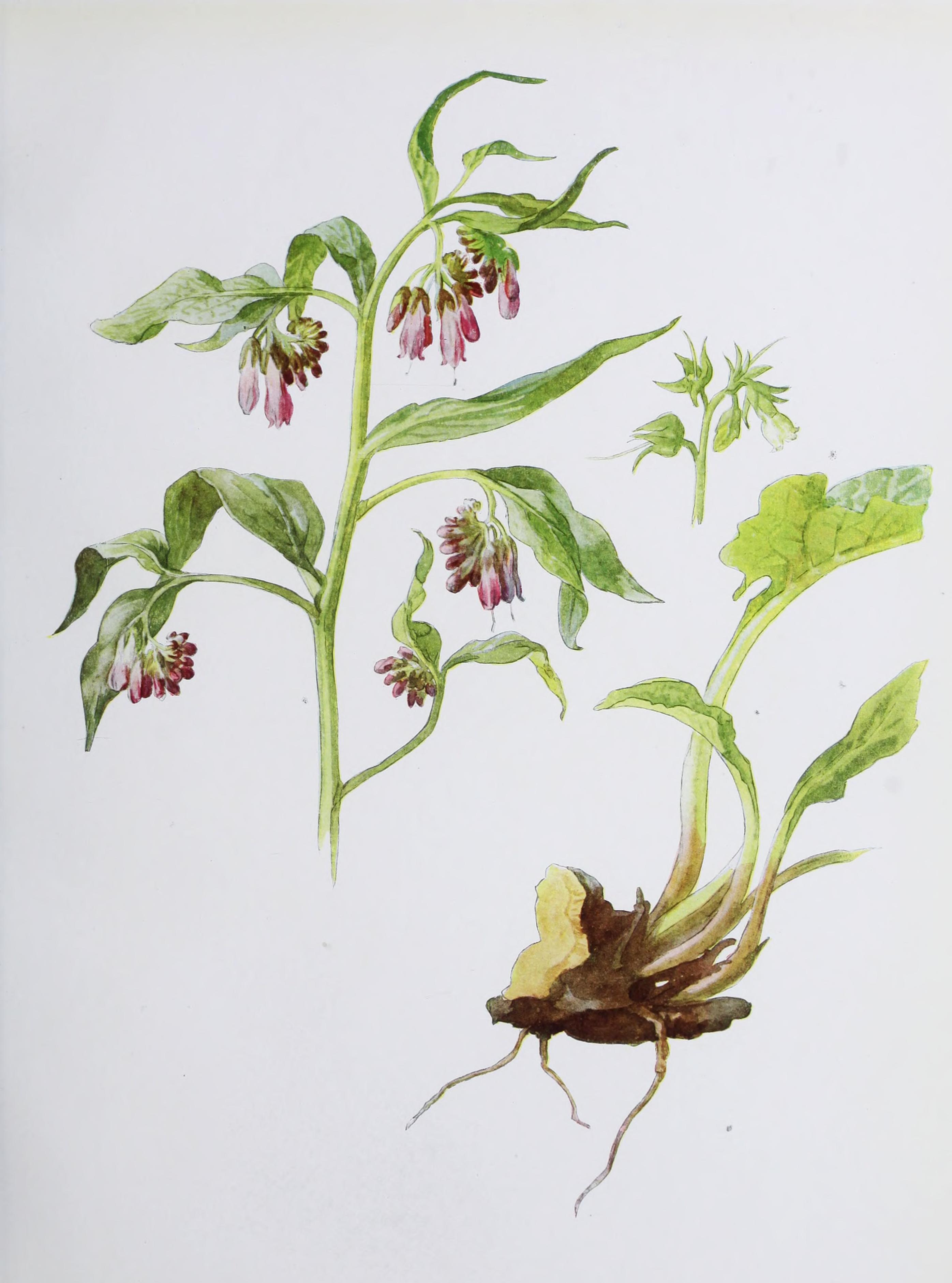 no full size  illustration available (3a)