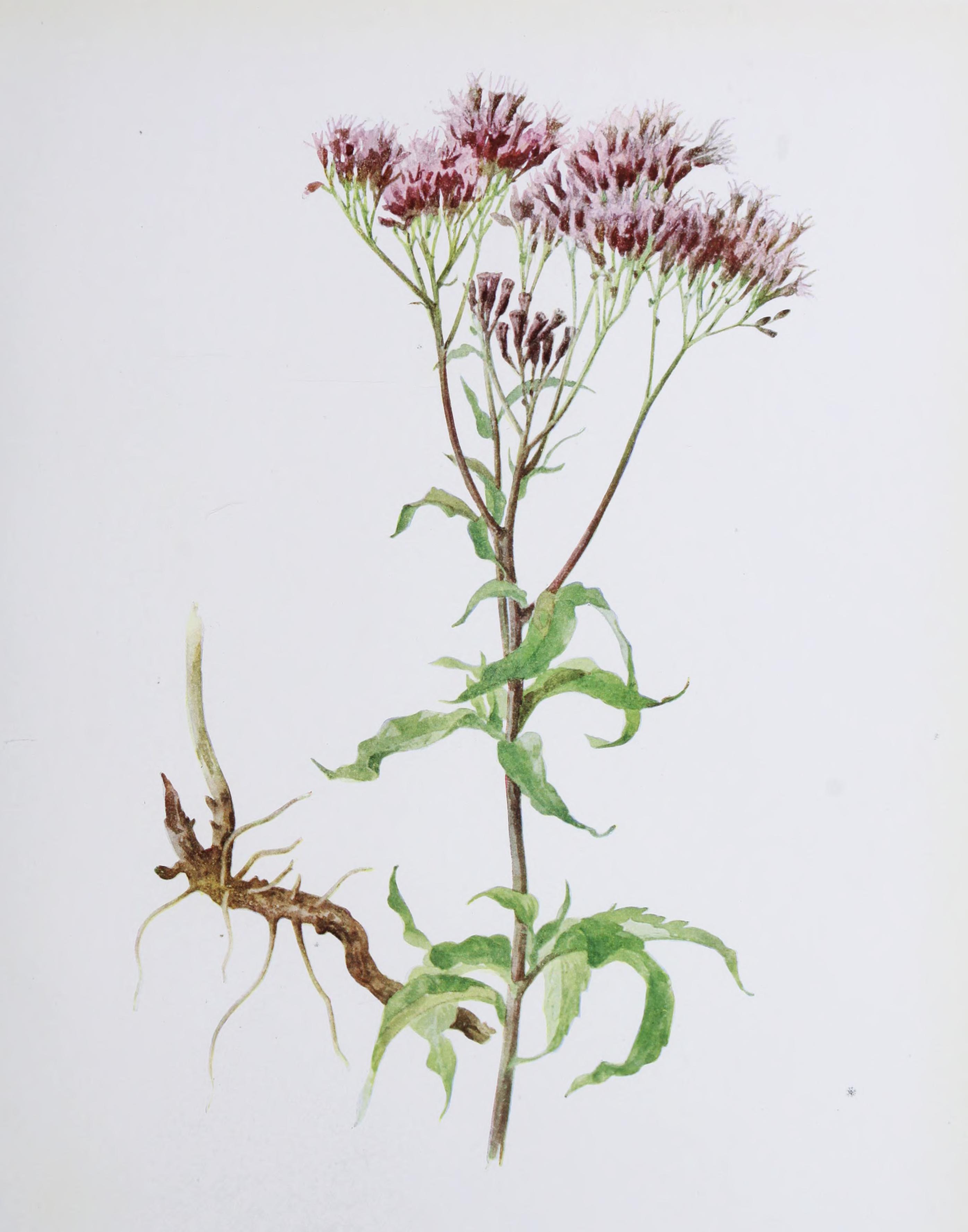 no full size  illustration available (3a)