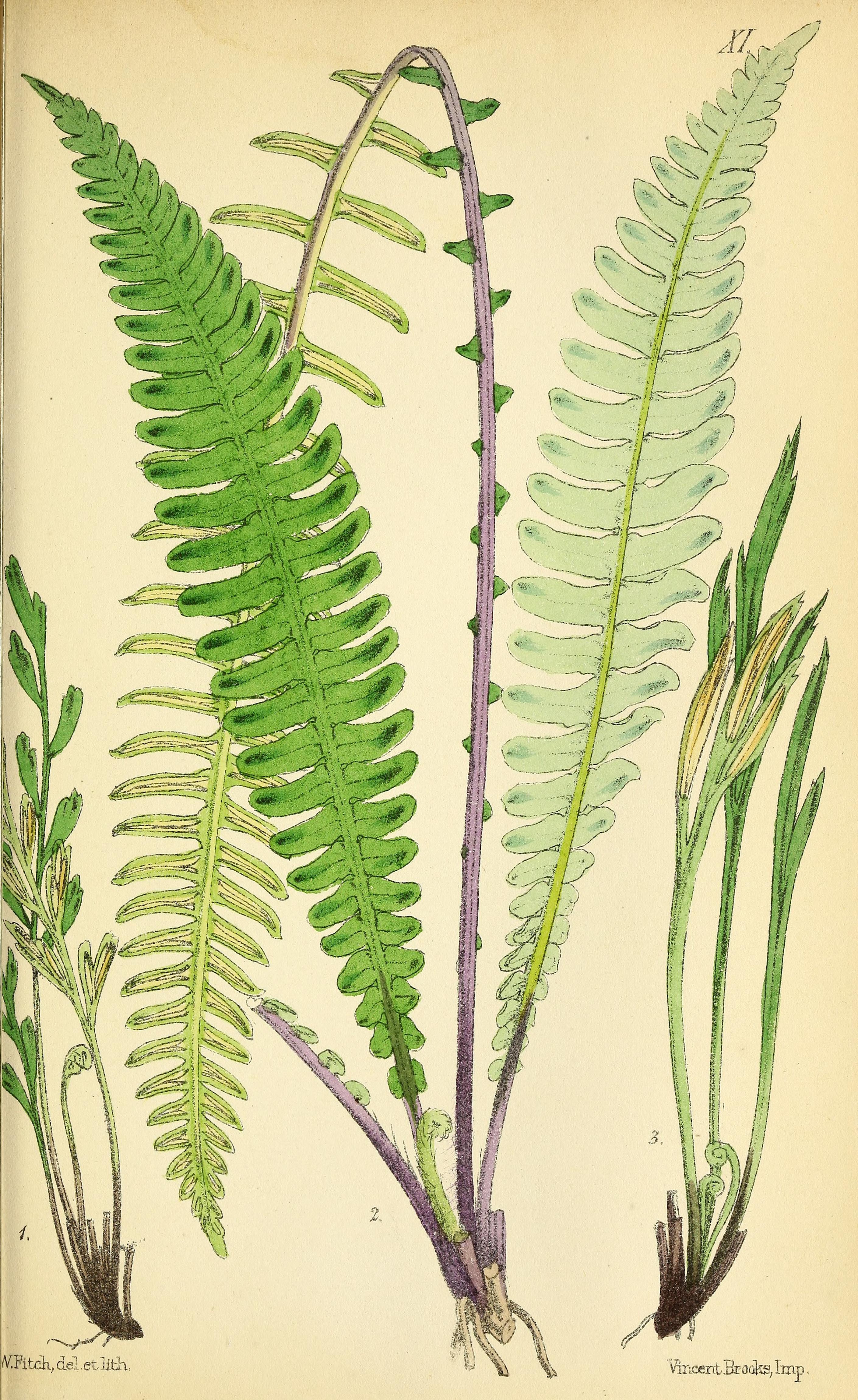 no full size  illustration available (3a)