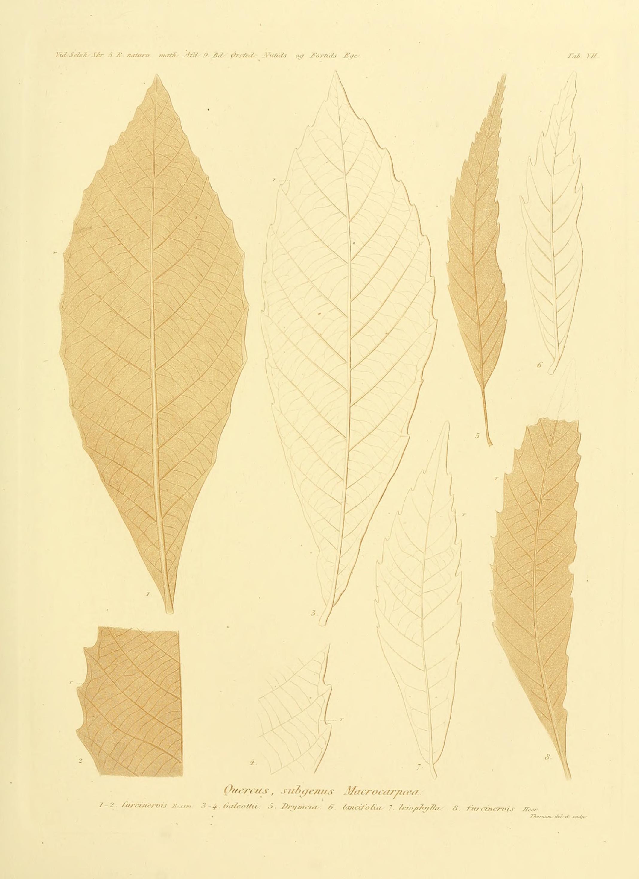 no full size  illustration available (3a)