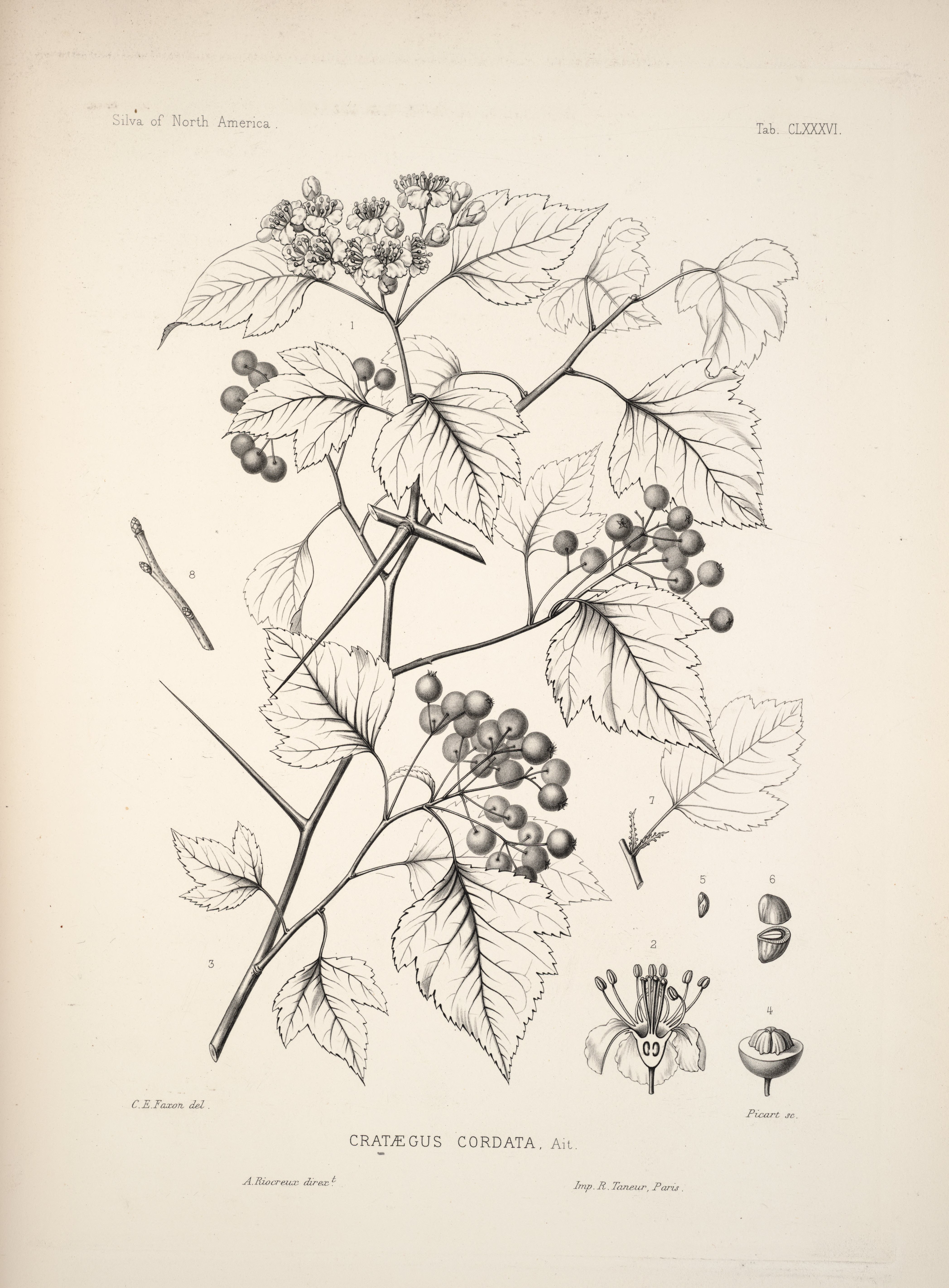 no full size  illustration available (3a)