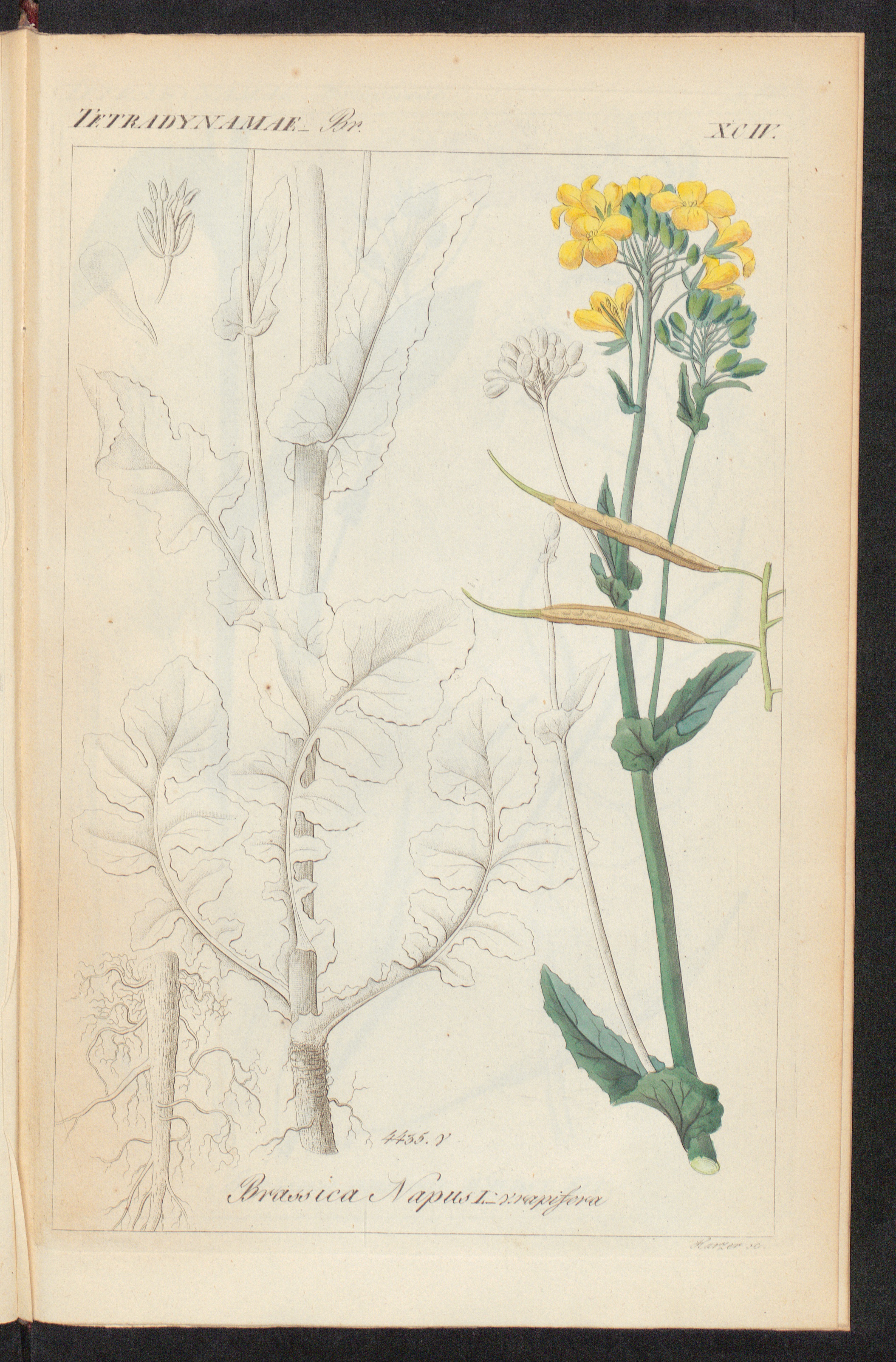 no full size  illustration available (3a)