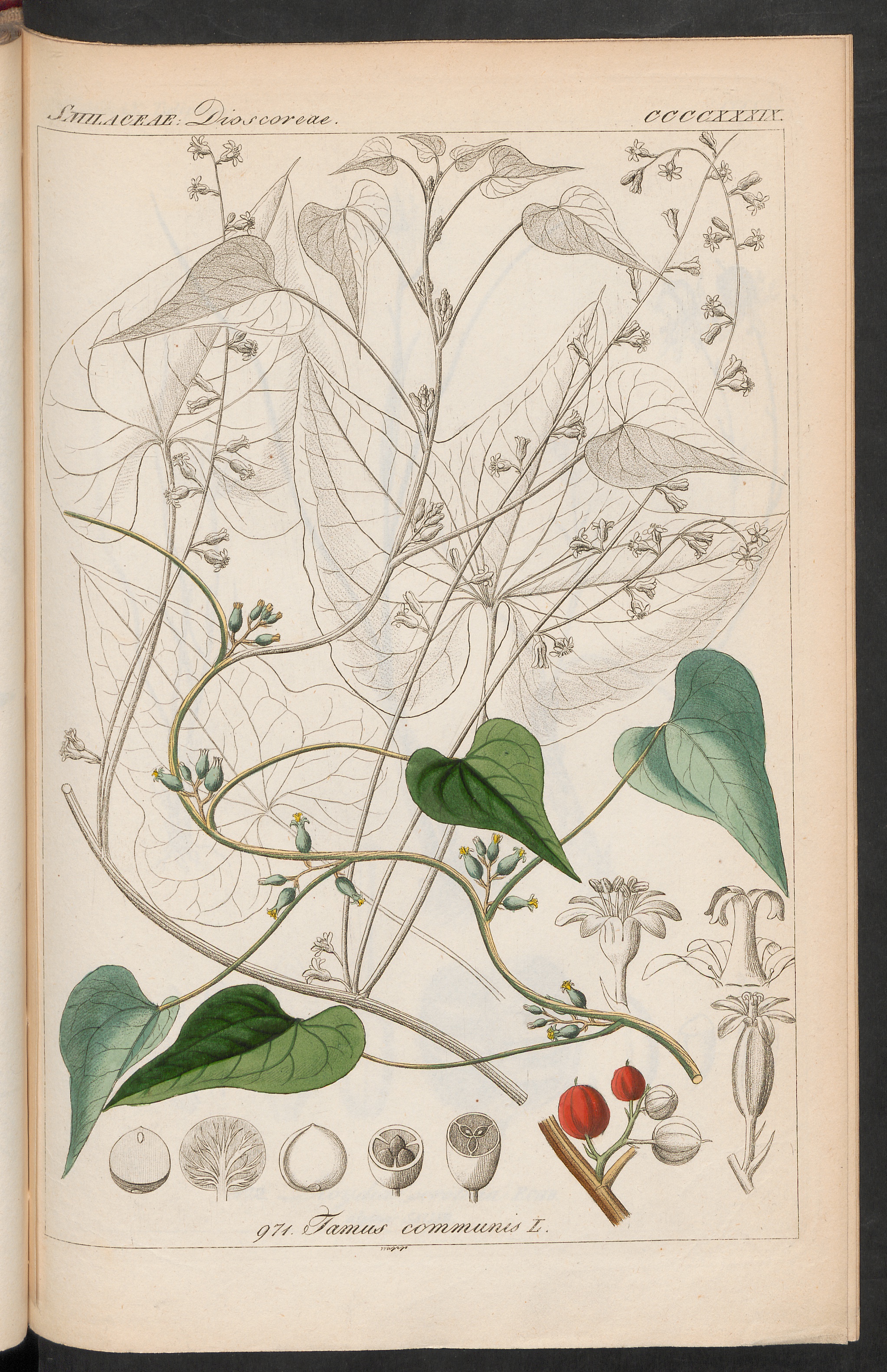 no full size  illustration available (3a)