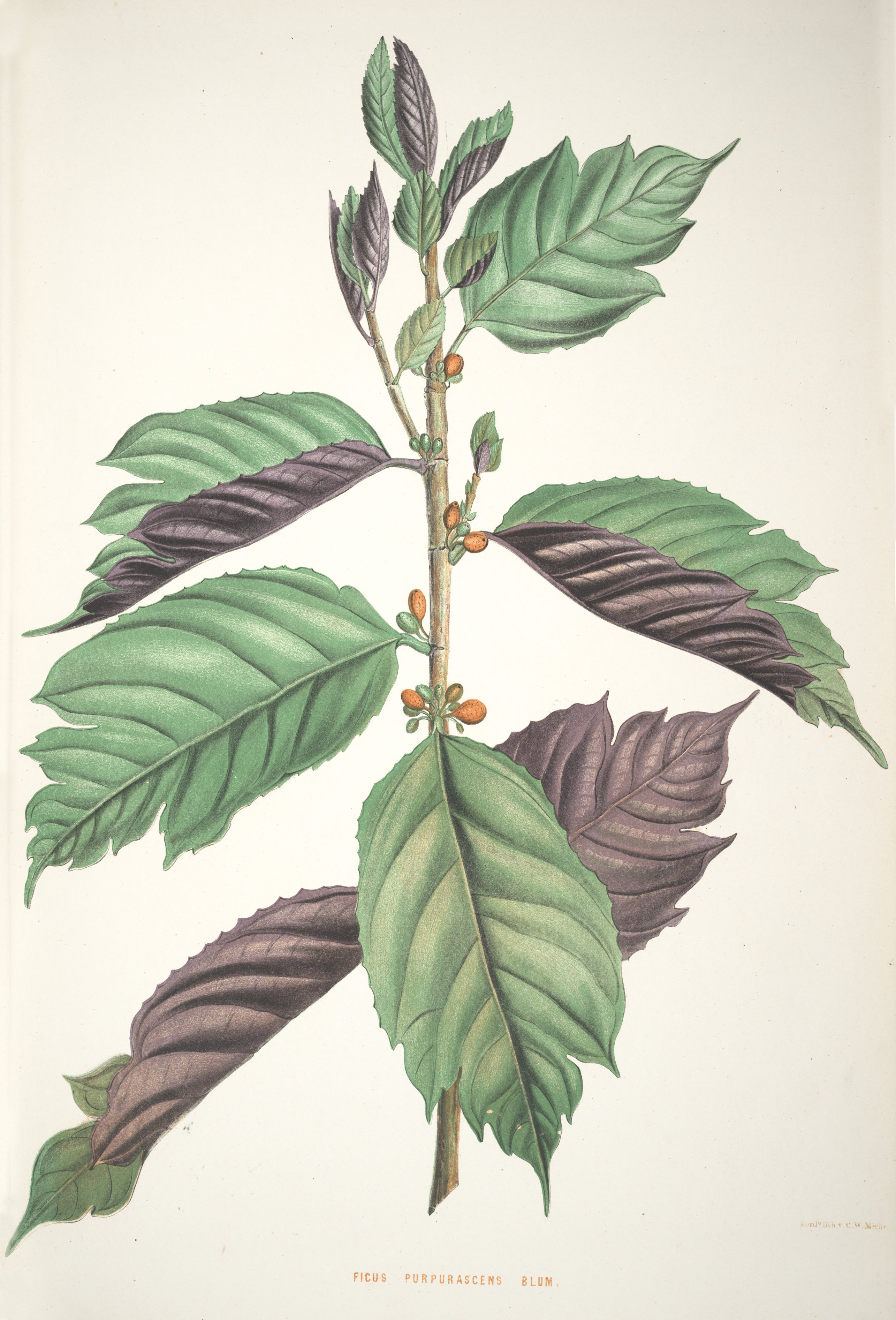 no full size  illustration available (3a)