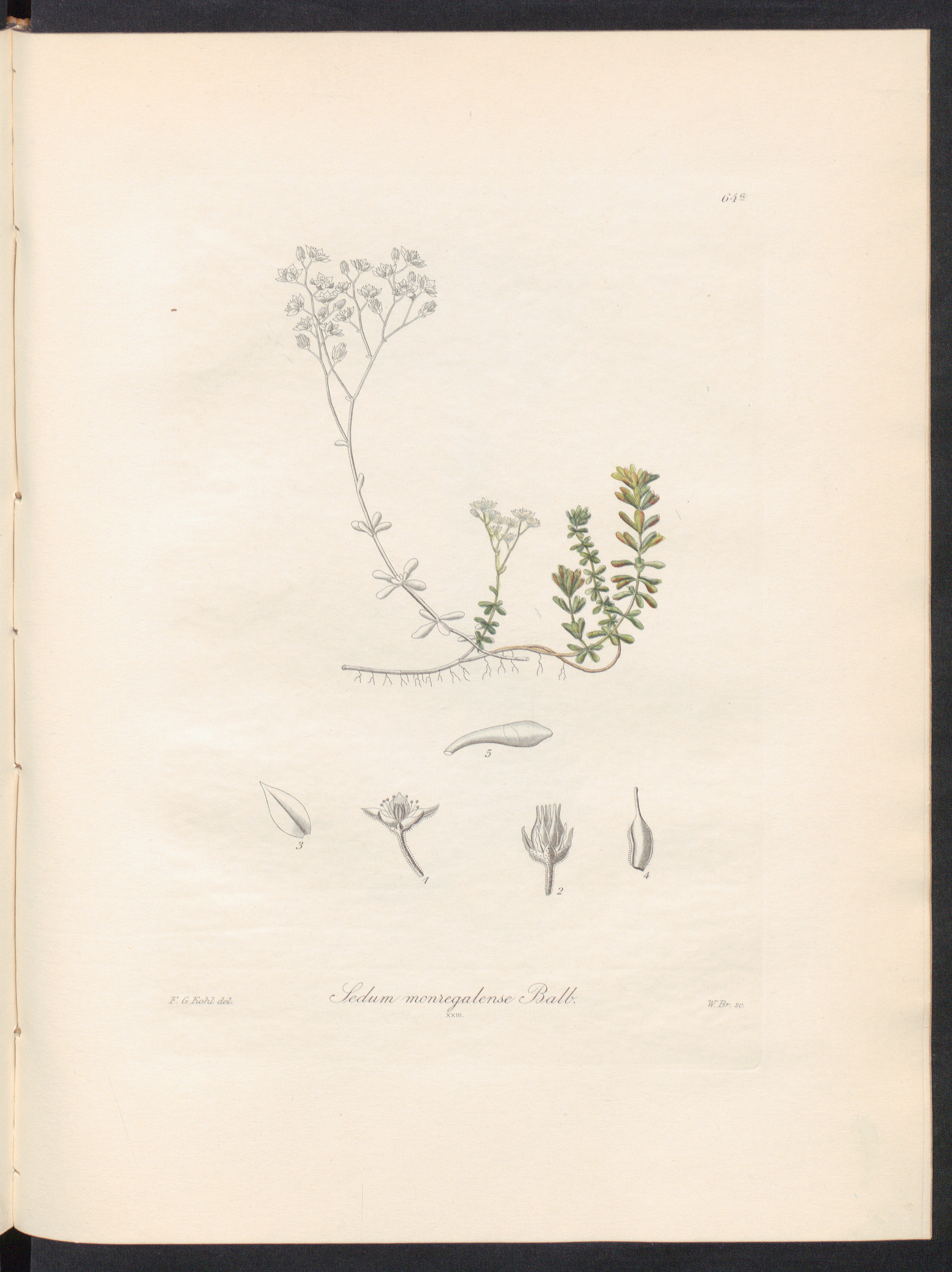 no full size  illustration available (3a)