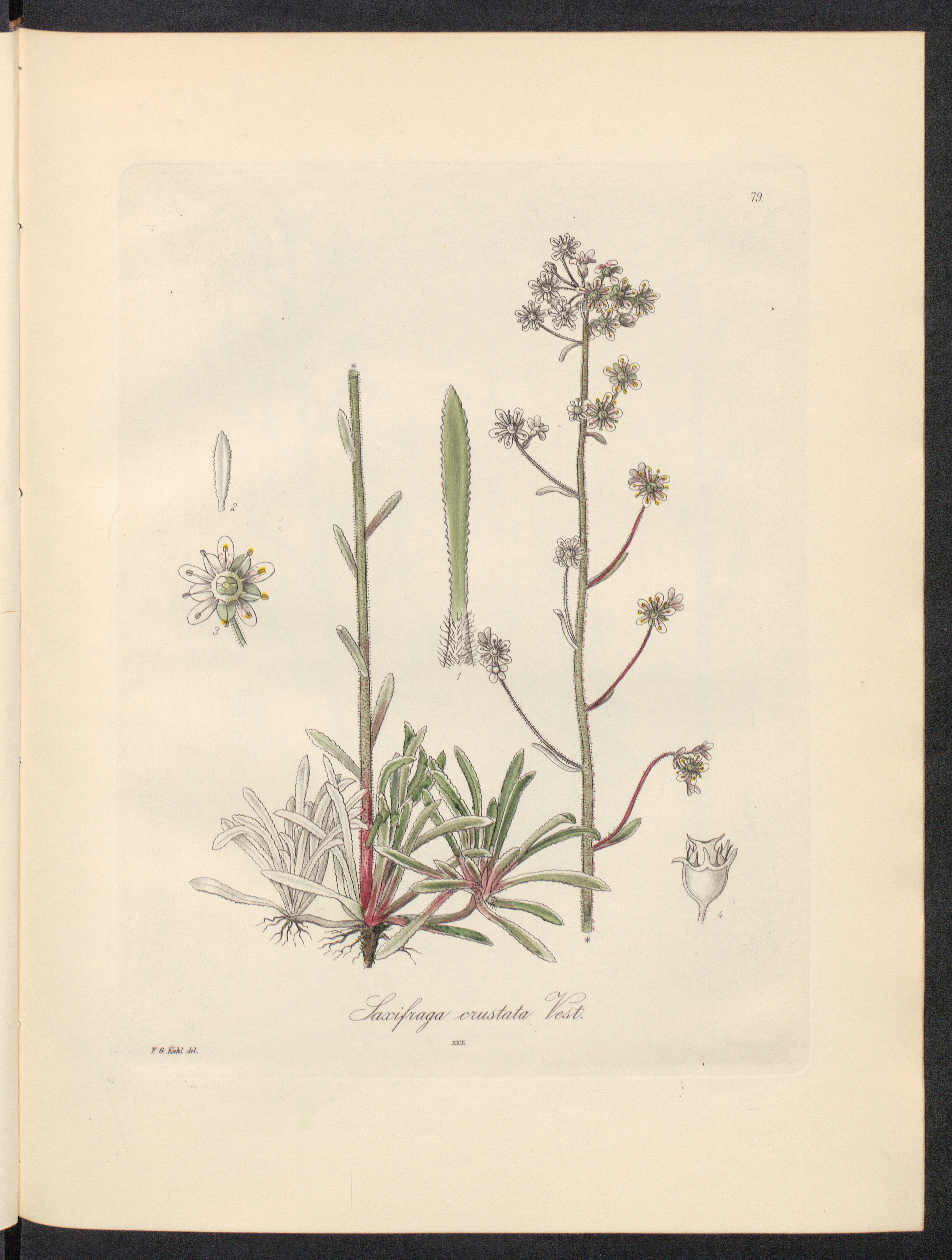 no full size  illustration available (3a)