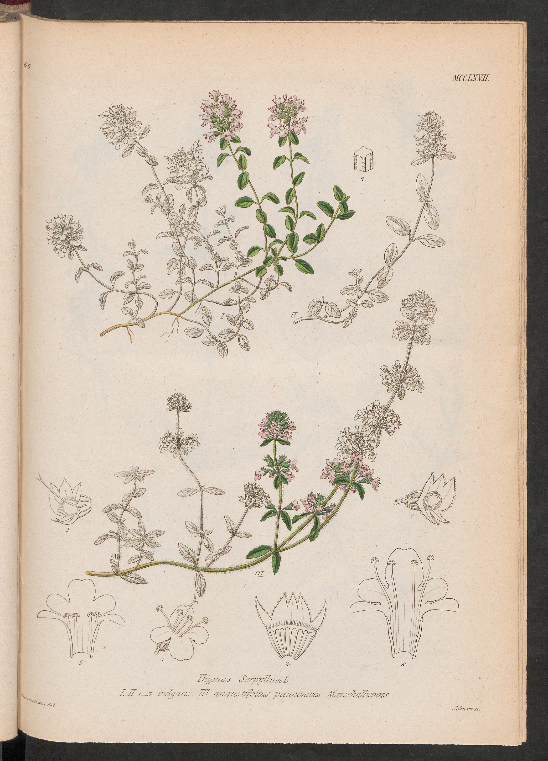 no full size  illustration available (3a)