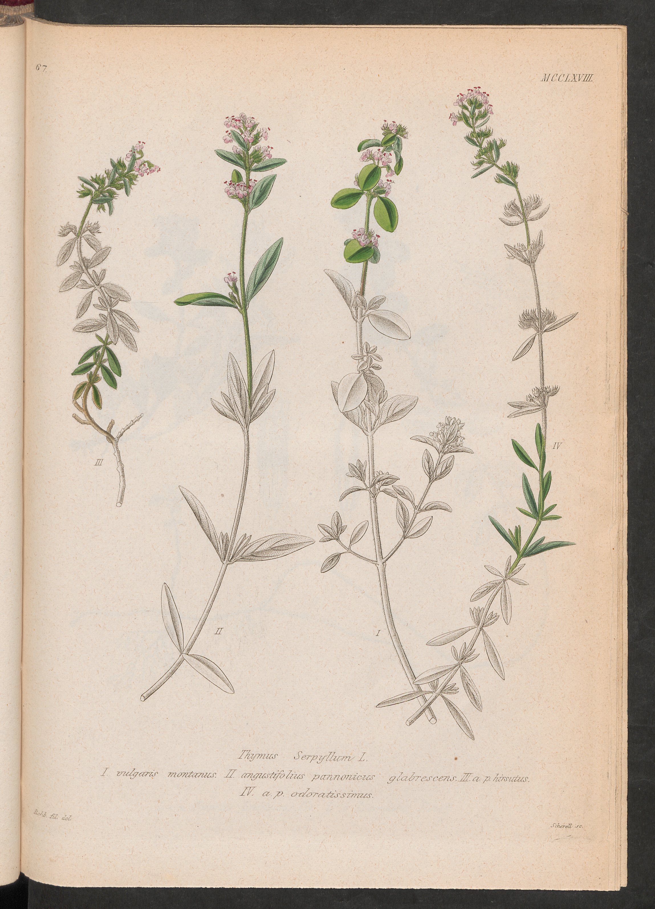 no full size  illustration available (3a)