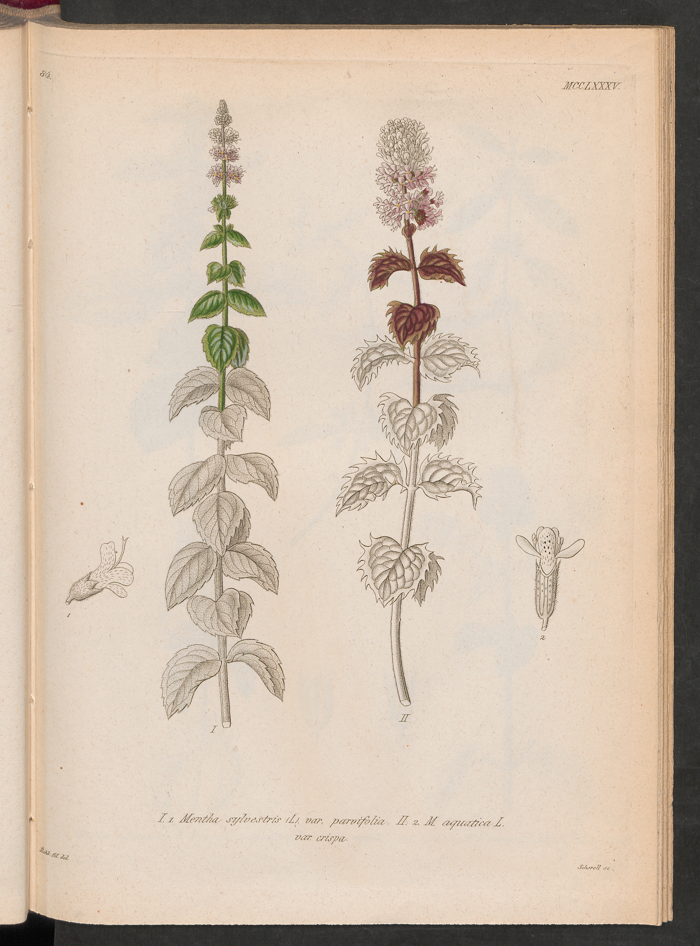 no full size  illustration available (3a)