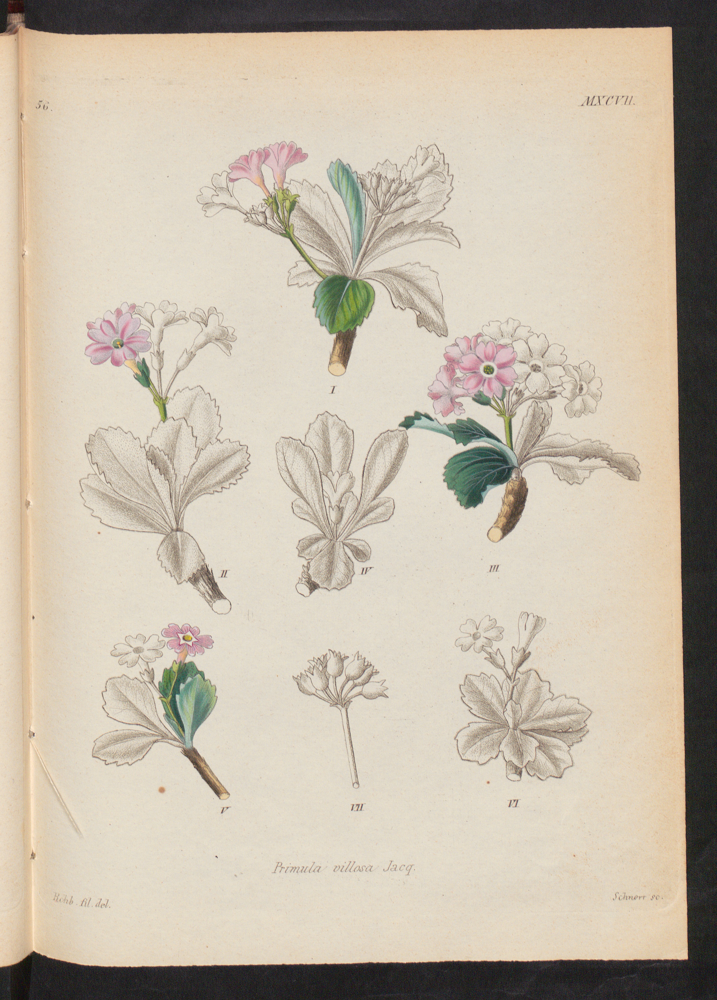 no full size  illustration available (3a)