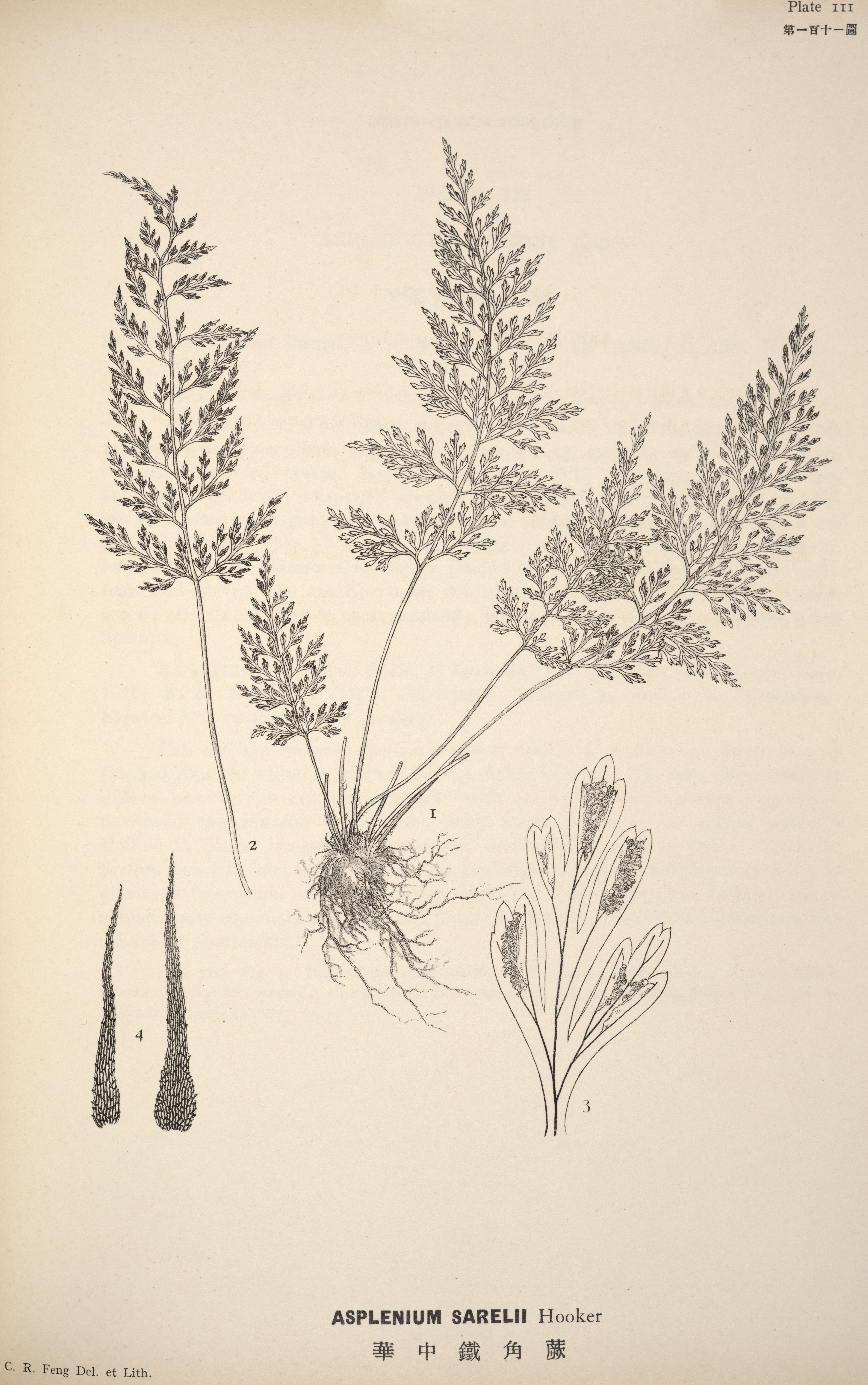 no full size  illustration available (3a)