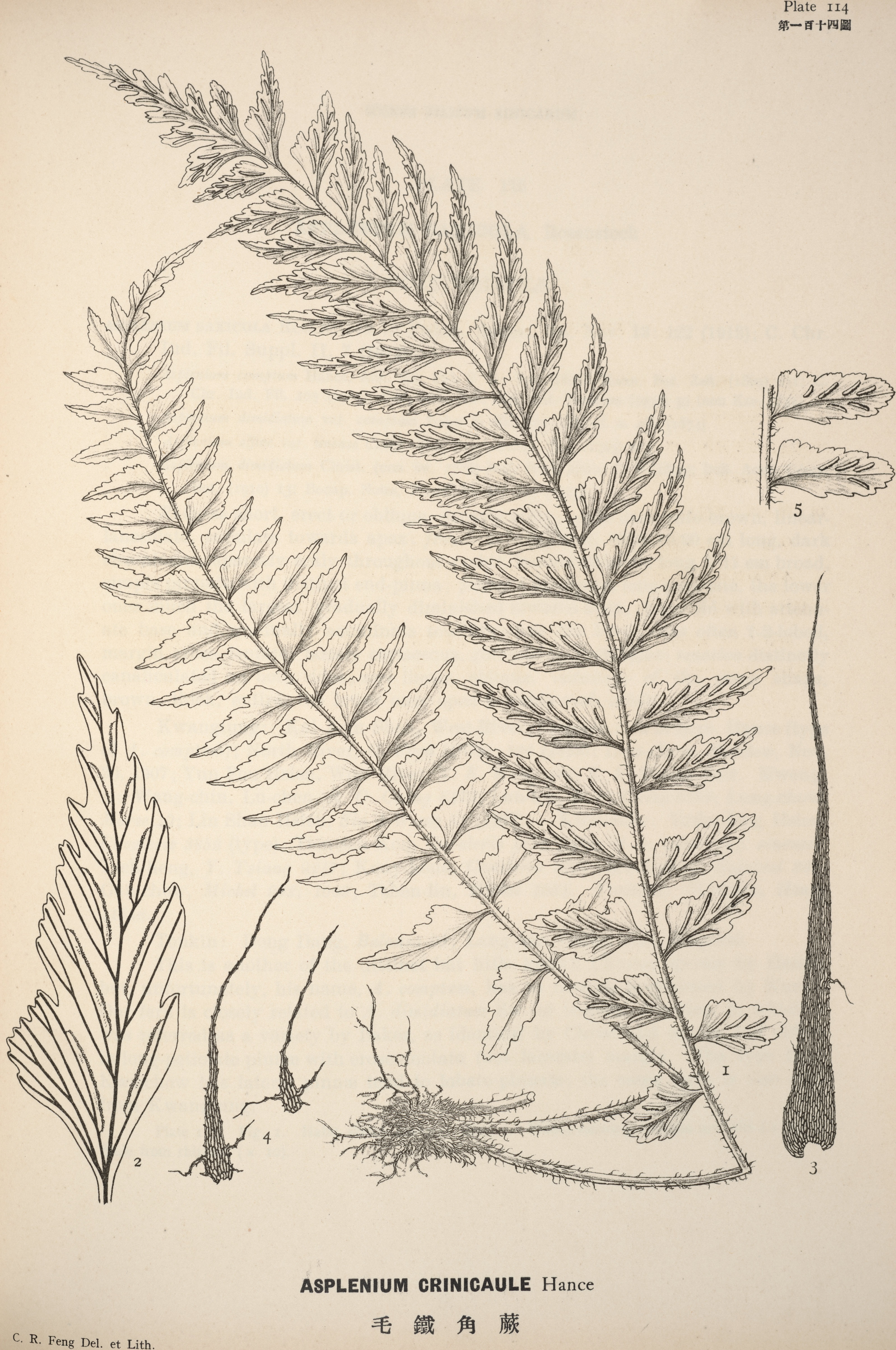 no full size  illustration available (3a)