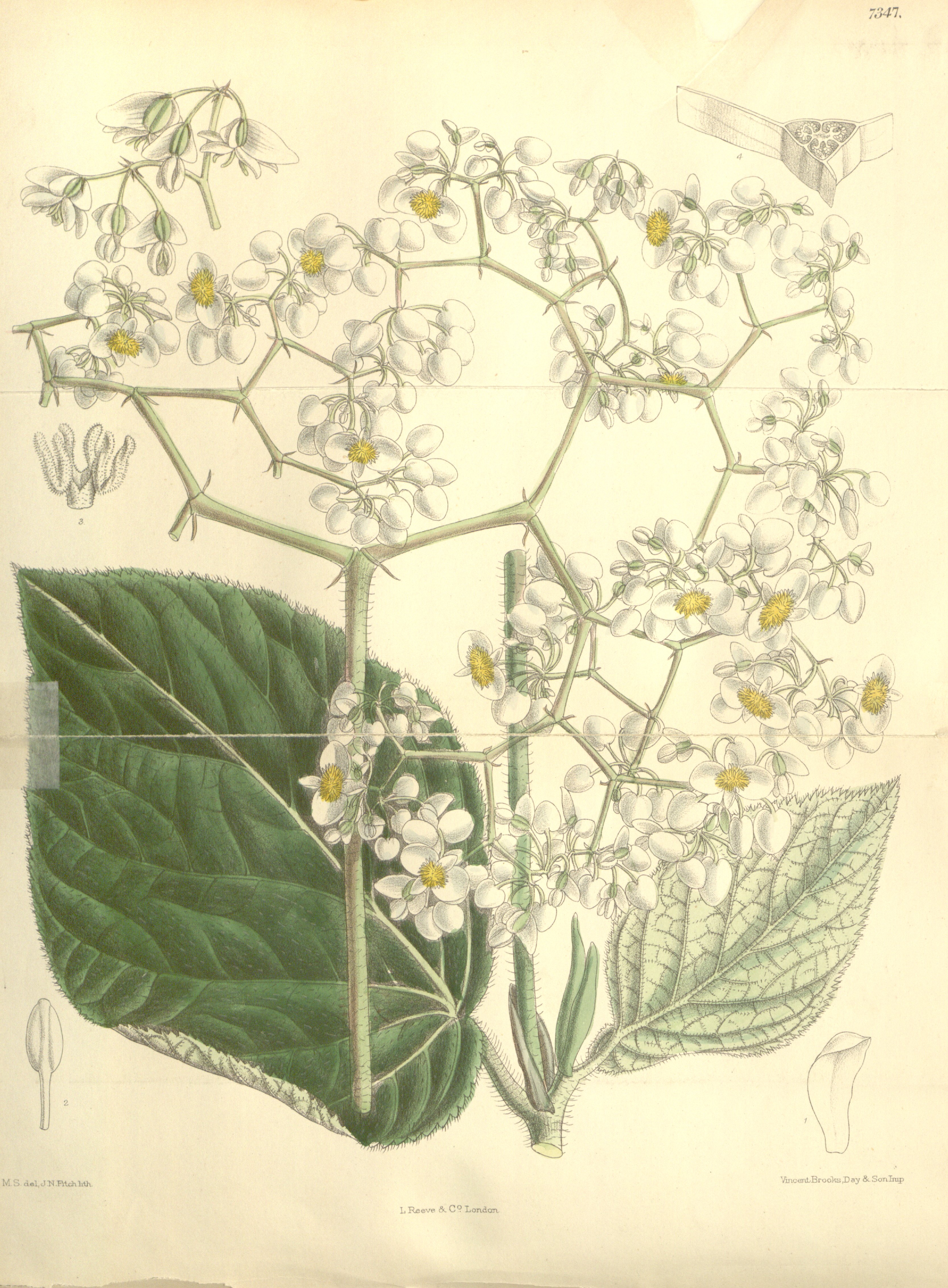 no full size  illustration available (3a)