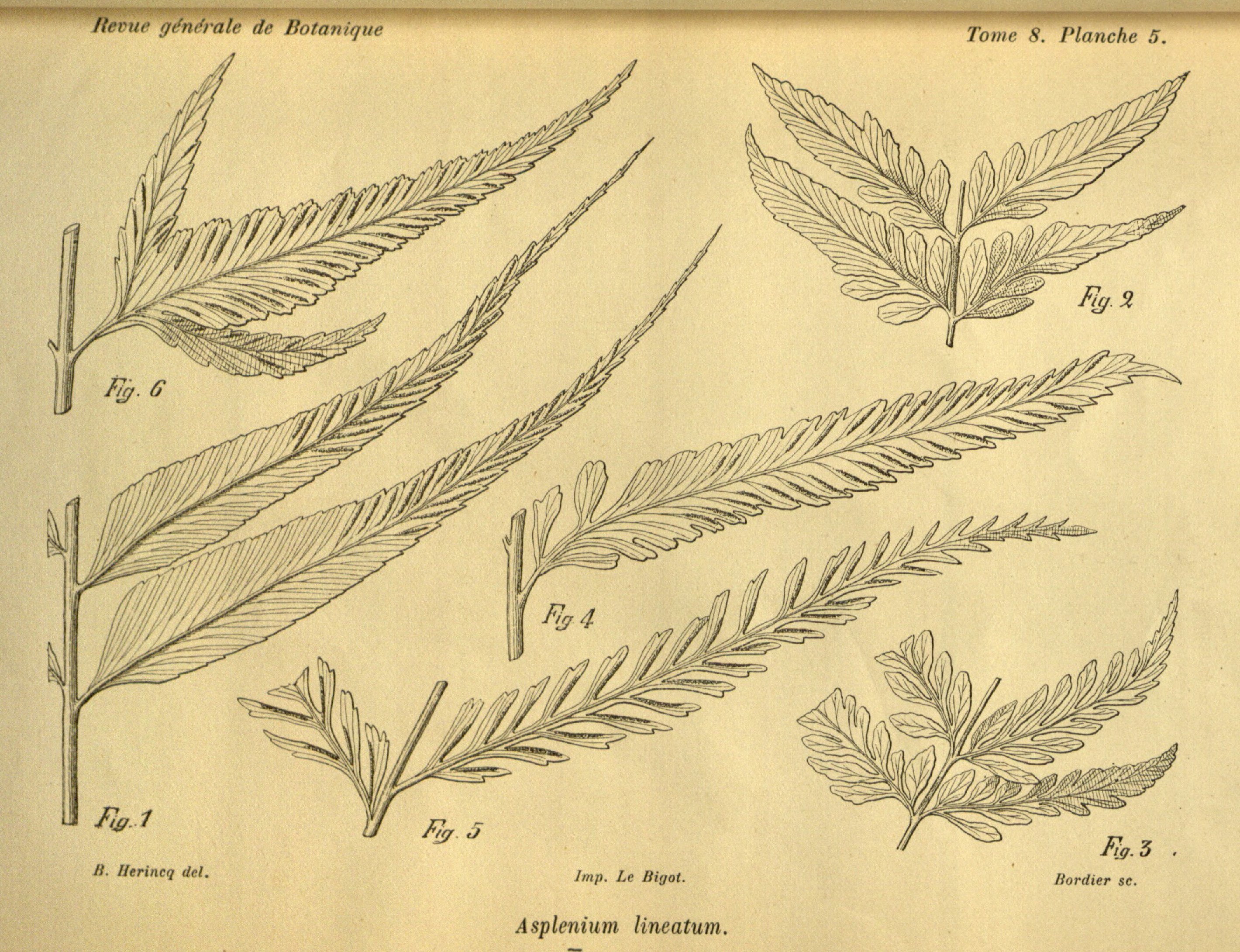 no full size  illustration available (3a)