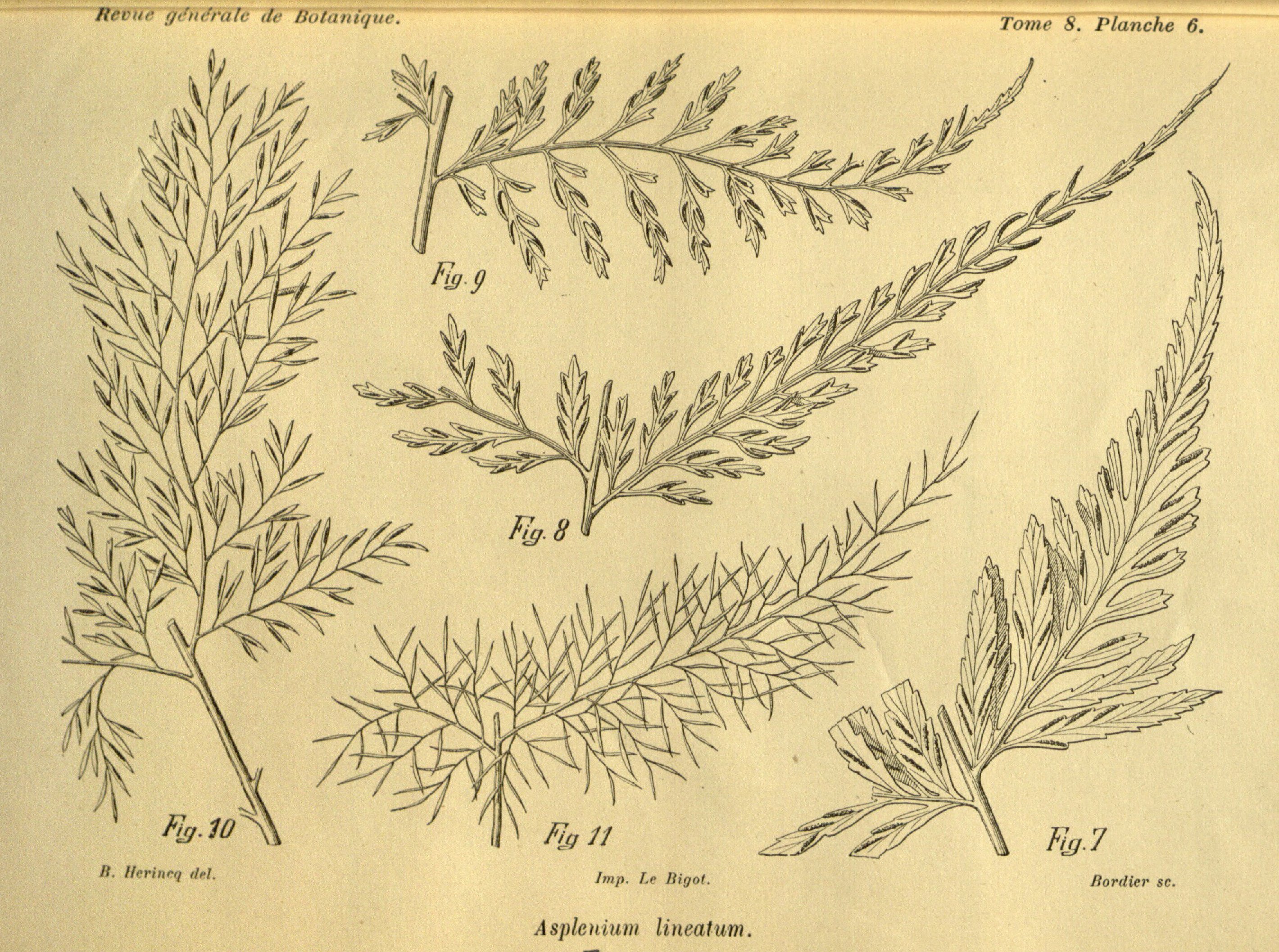 no full size  illustration available (3a)