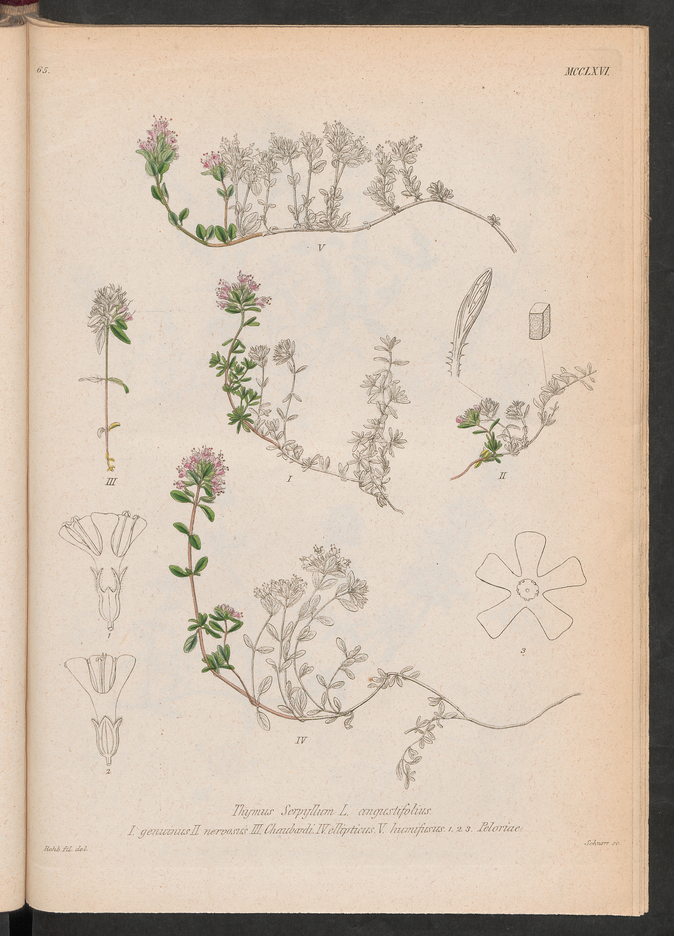 no full size  illustration available (3a)