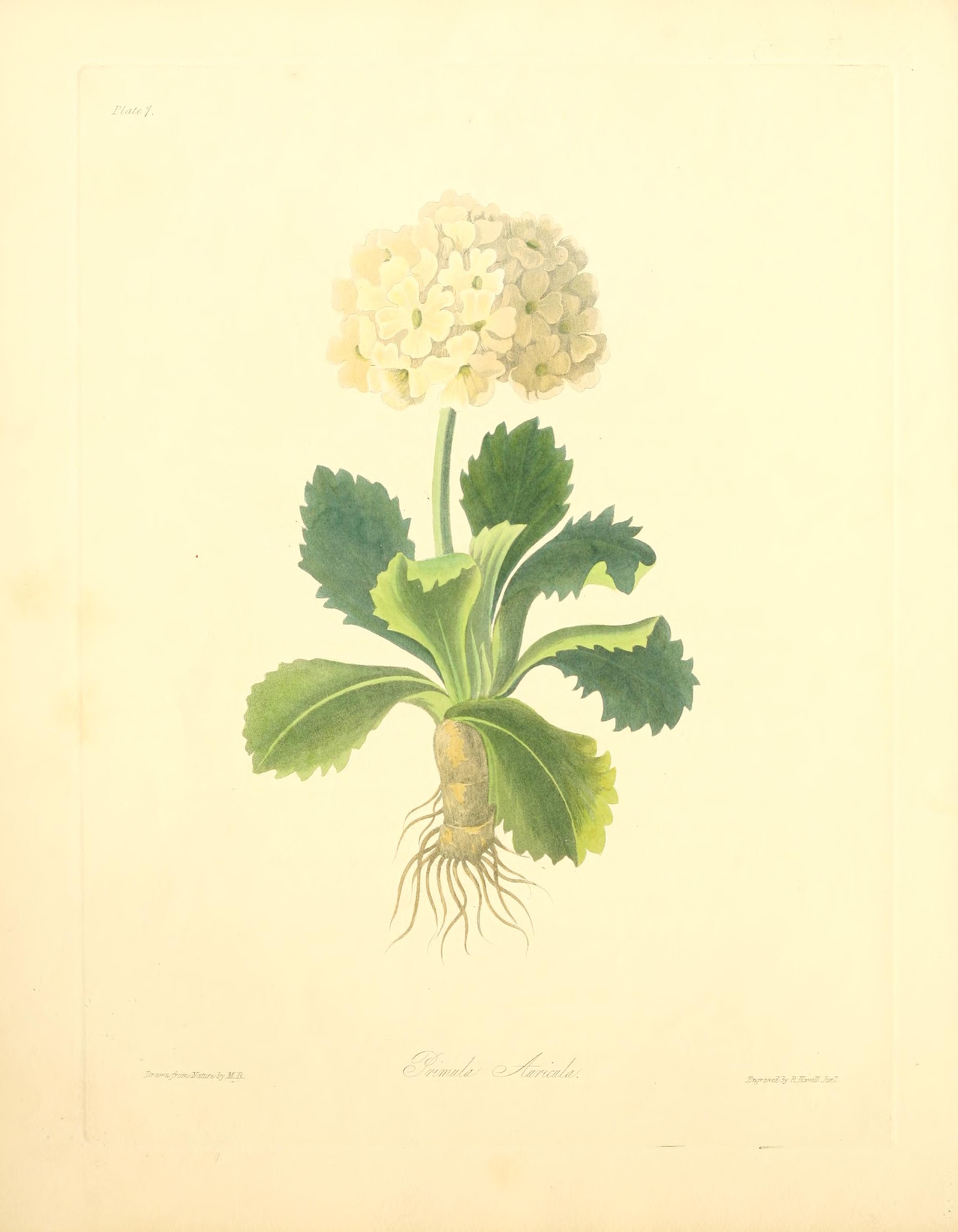 no full size  illustration available (3a)