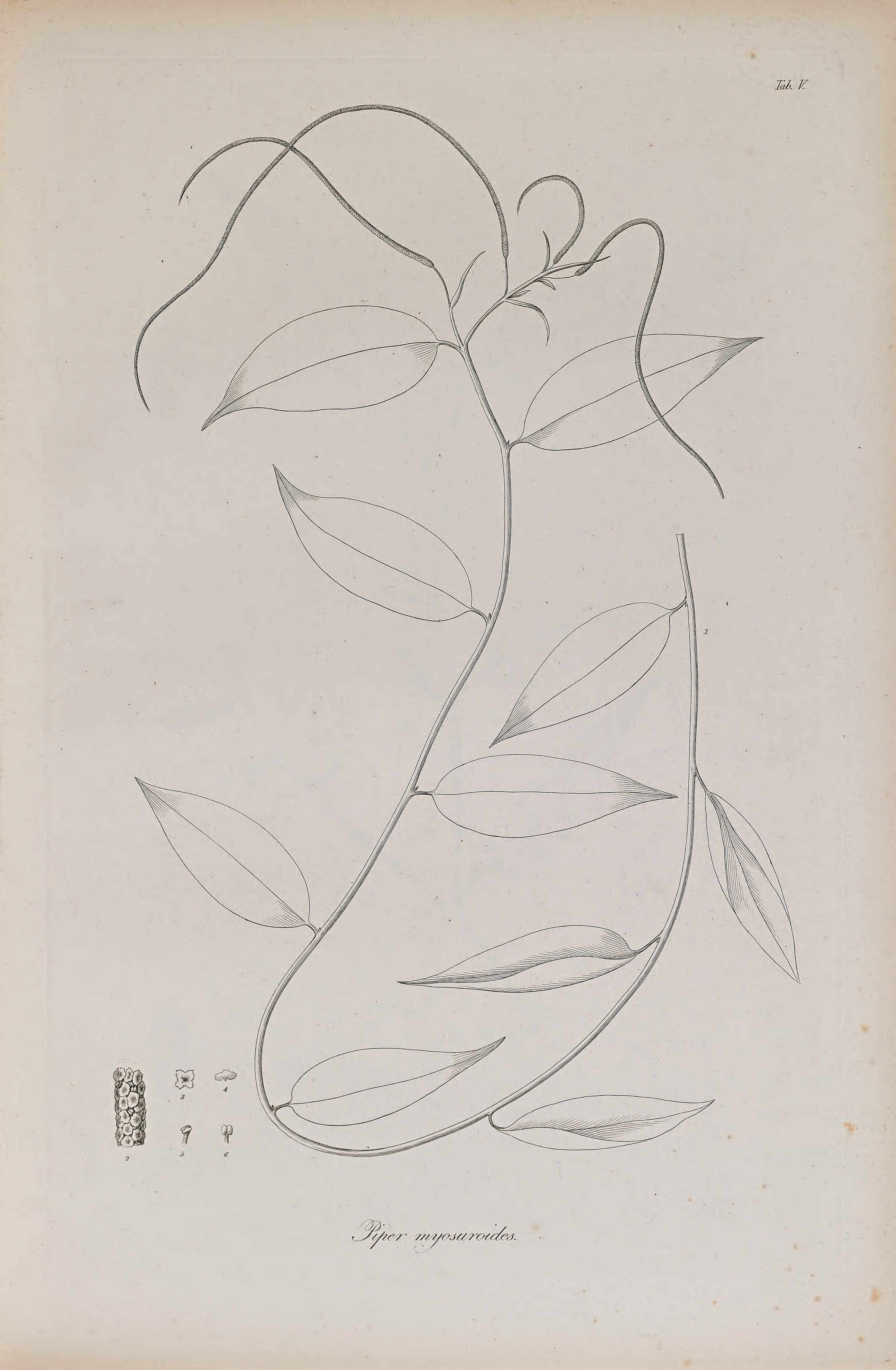 no full size  illustration available (3a)