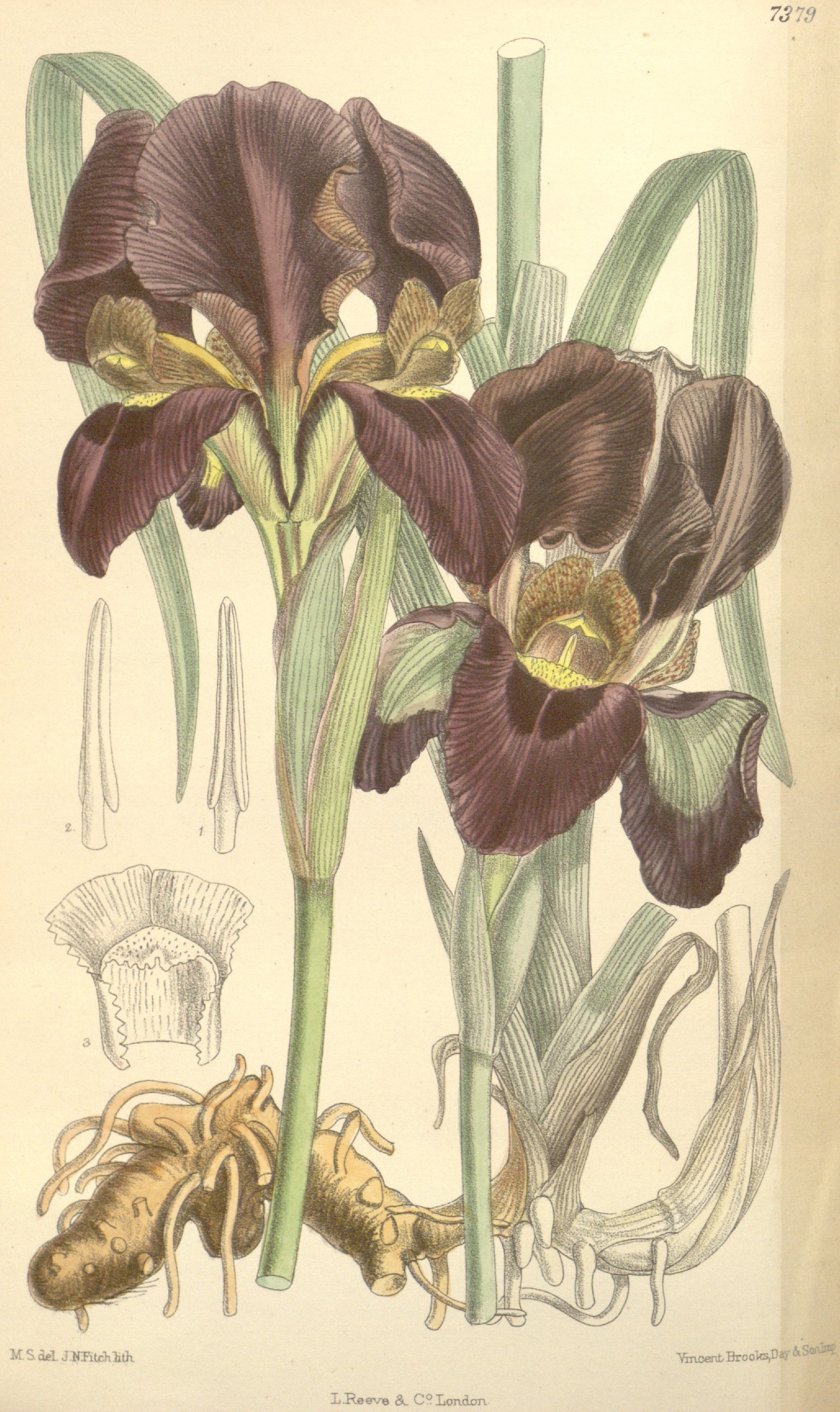 no full size  illustration available (3a)