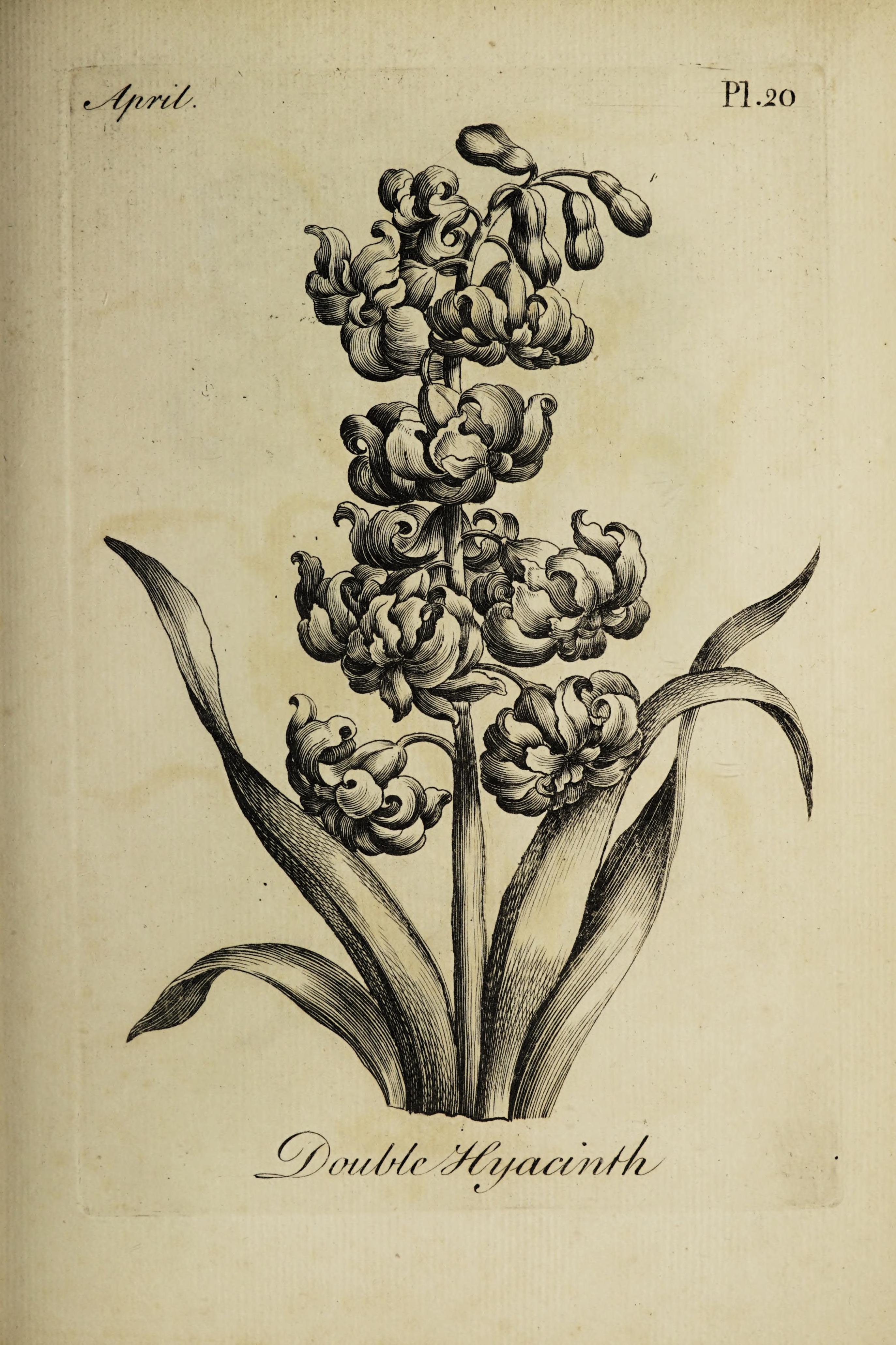 no full size  illustration available (3a)