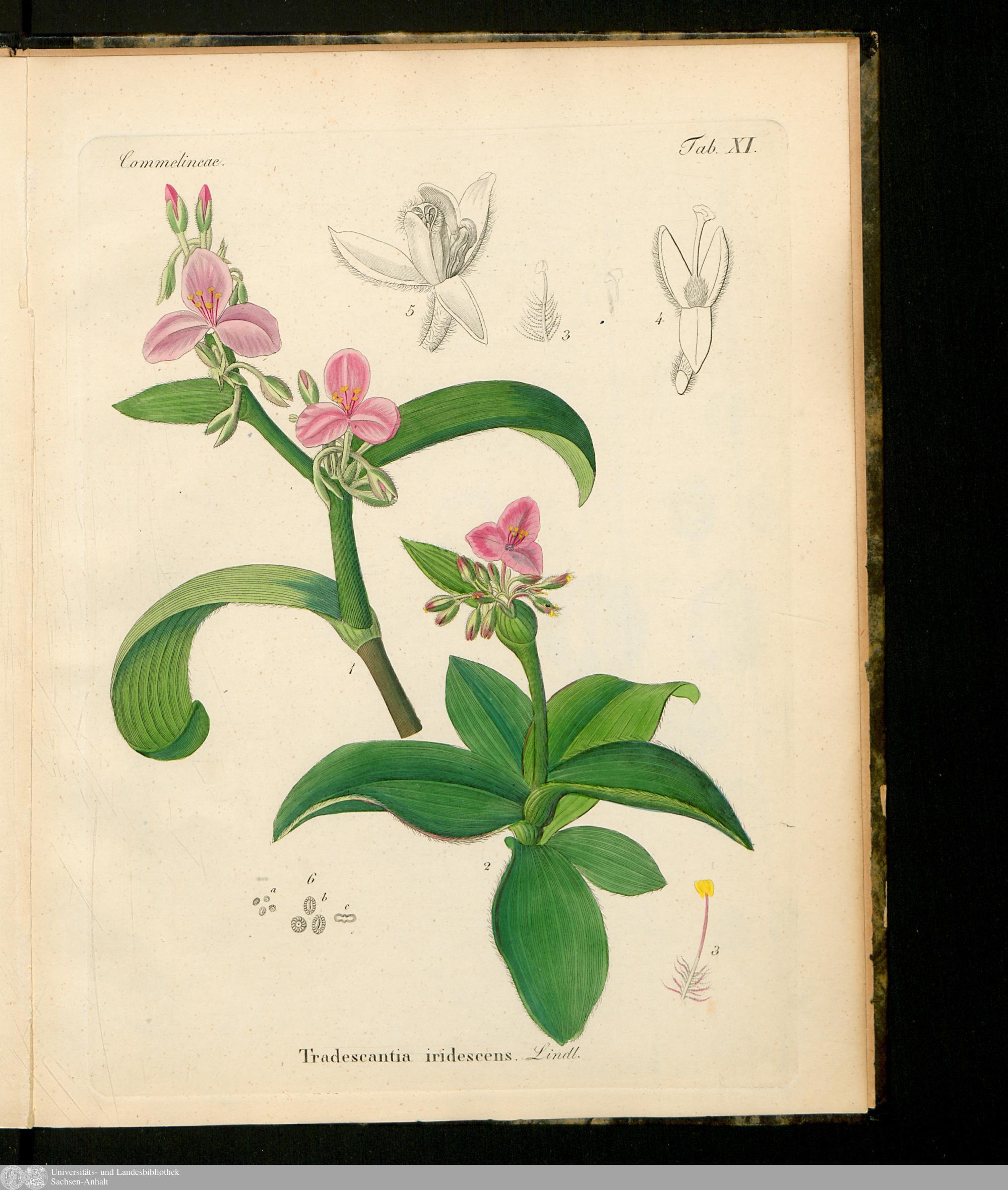 no full size  illustration available (3a)