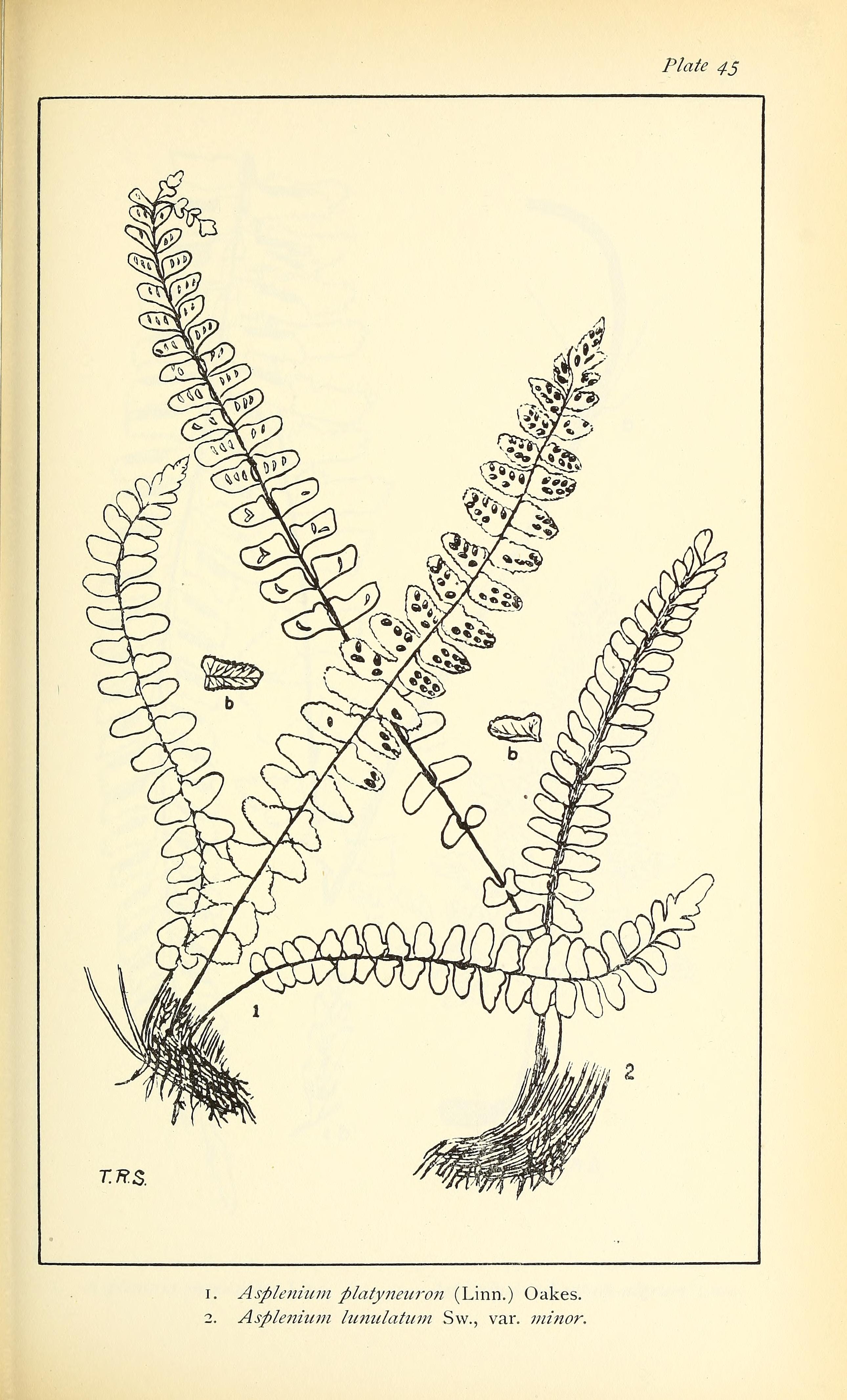 no full size  illustration available (3a)