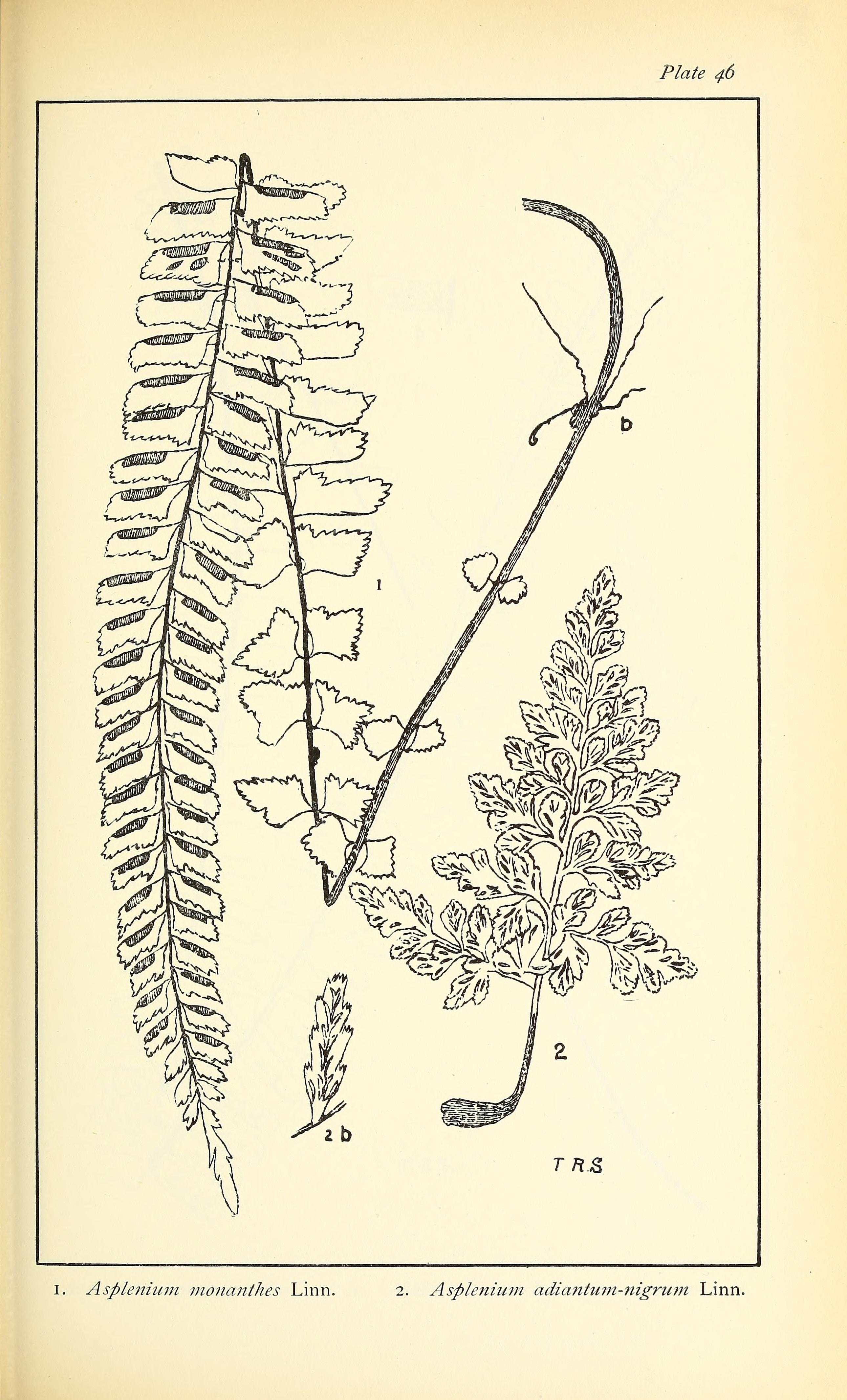 no full size  illustration available (3a)