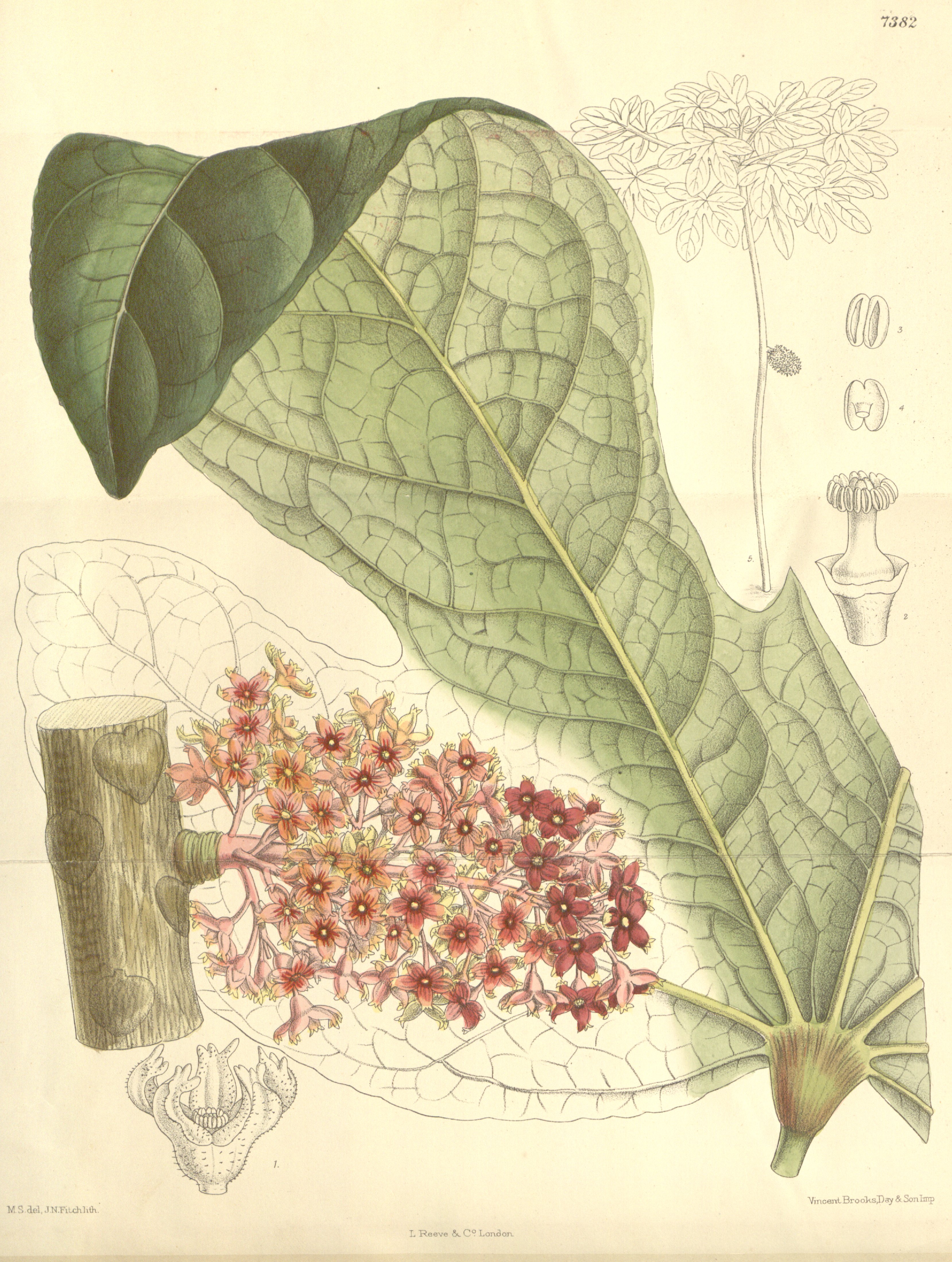 no full size  illustration available (3a)