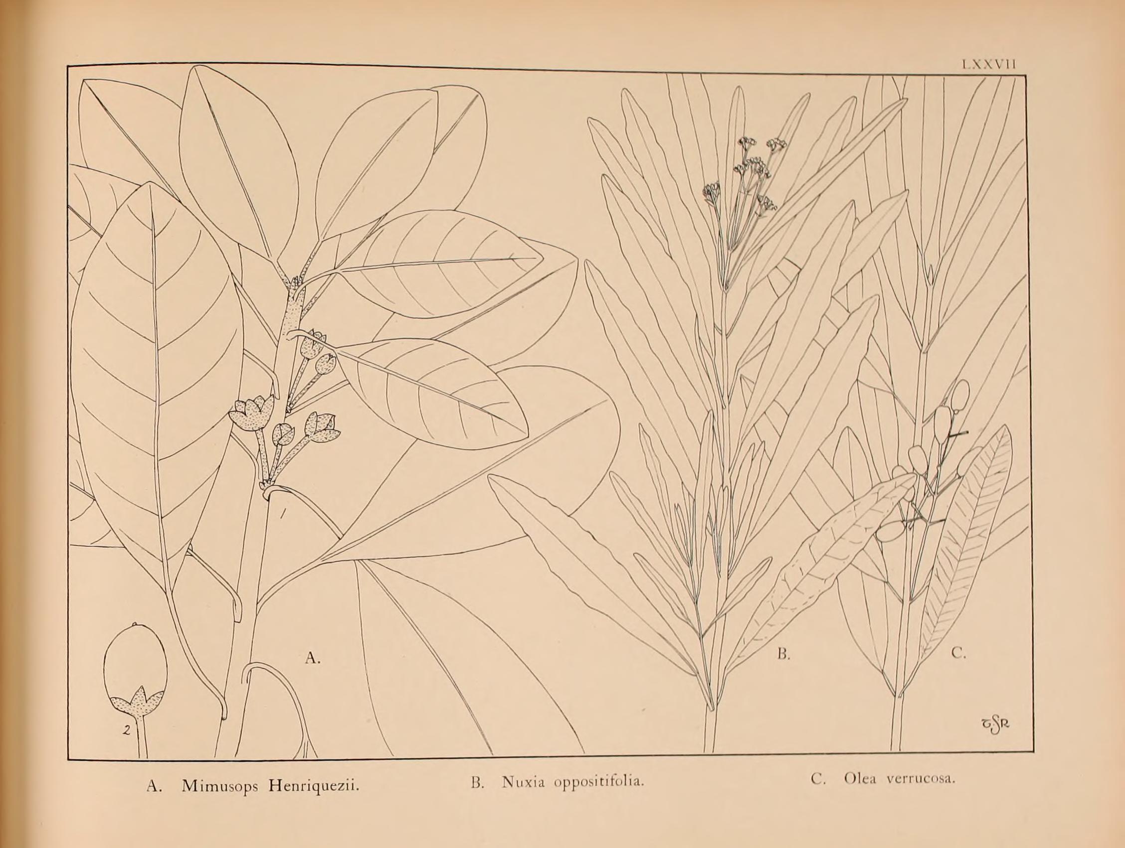 no full size  illustration available (3a)