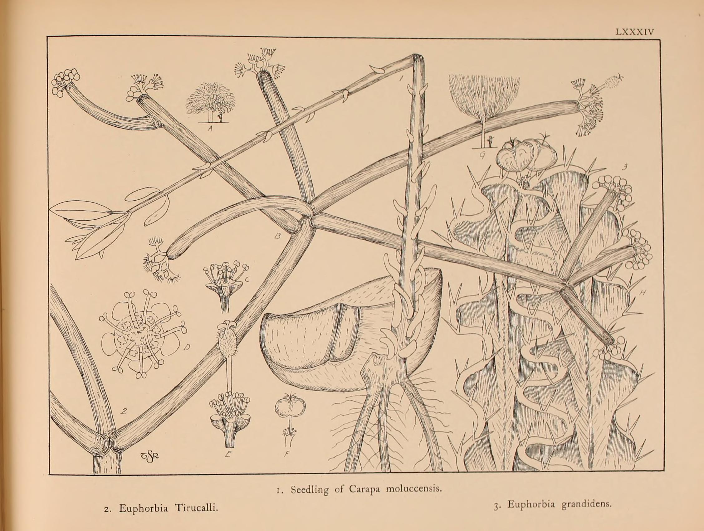 no full size  illustration available (3a)