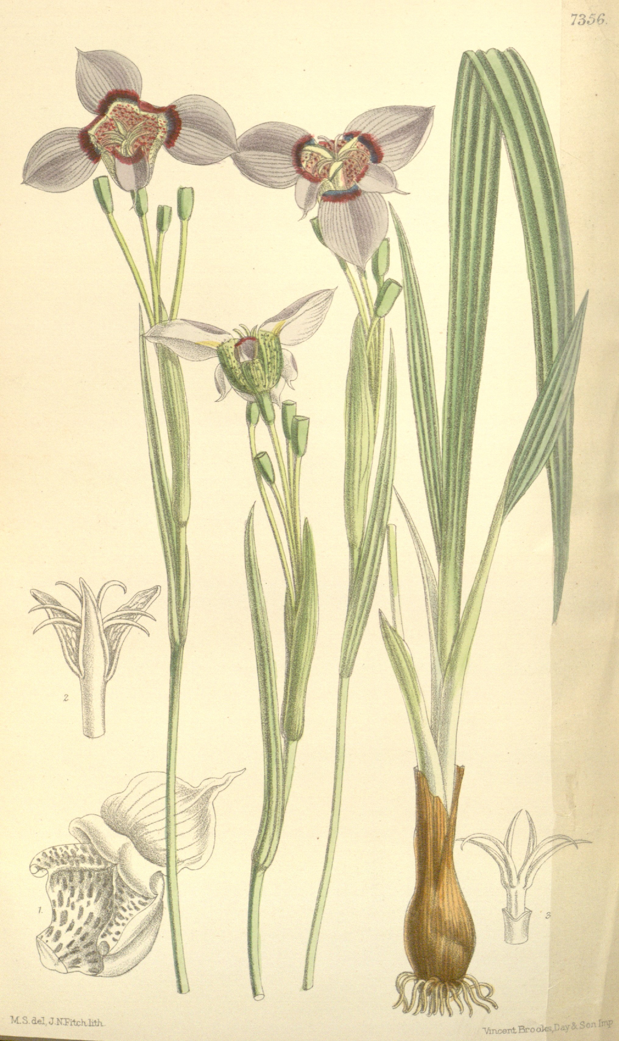 no full size  illustration available (3a)