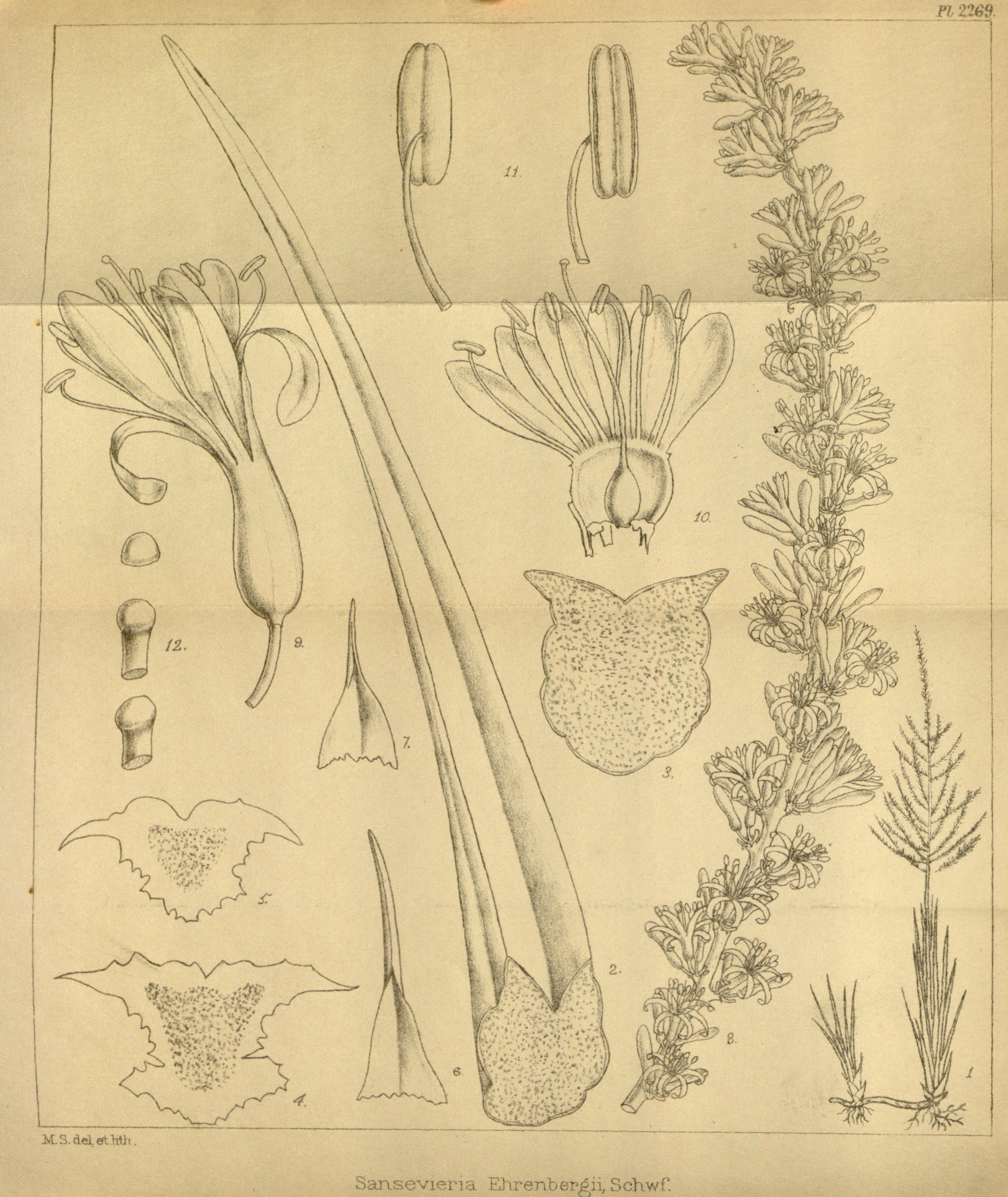 no full size  illustration available (3a)