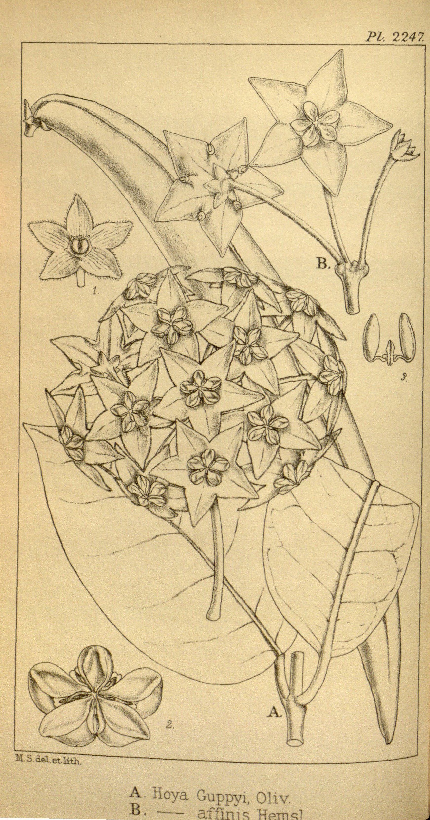 no full size  illustration available (3a)