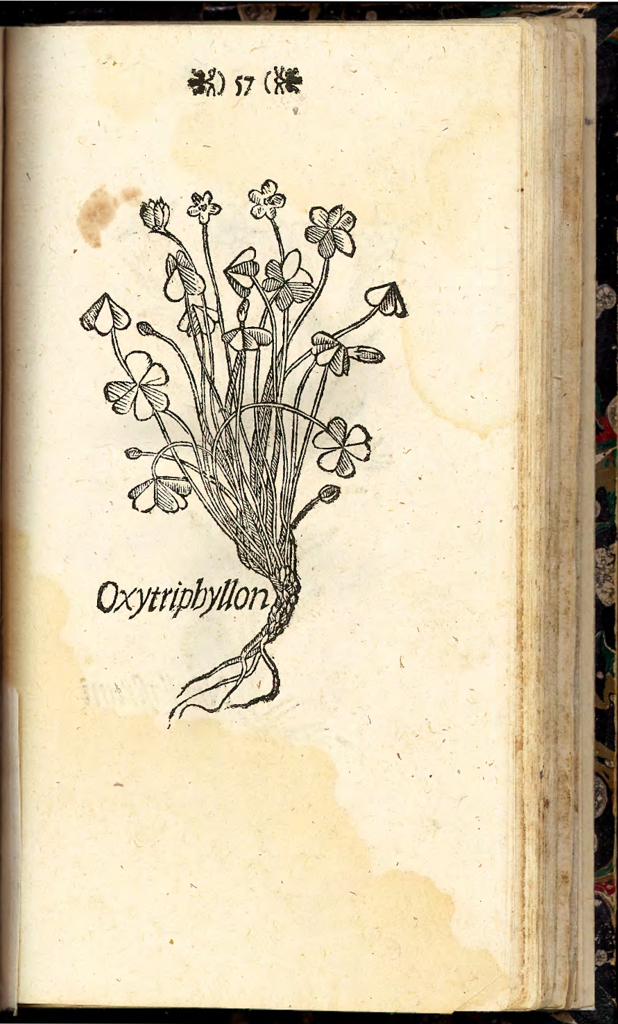 no full size  illustration available (3a)