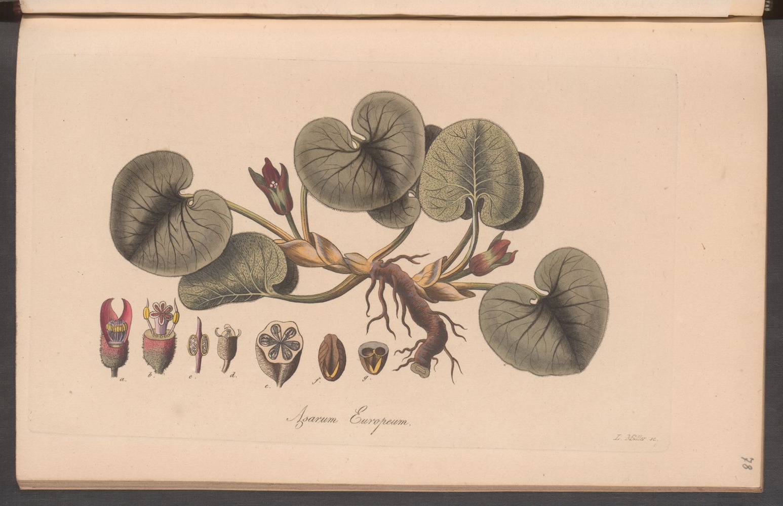 no full size  illustration available (3a)