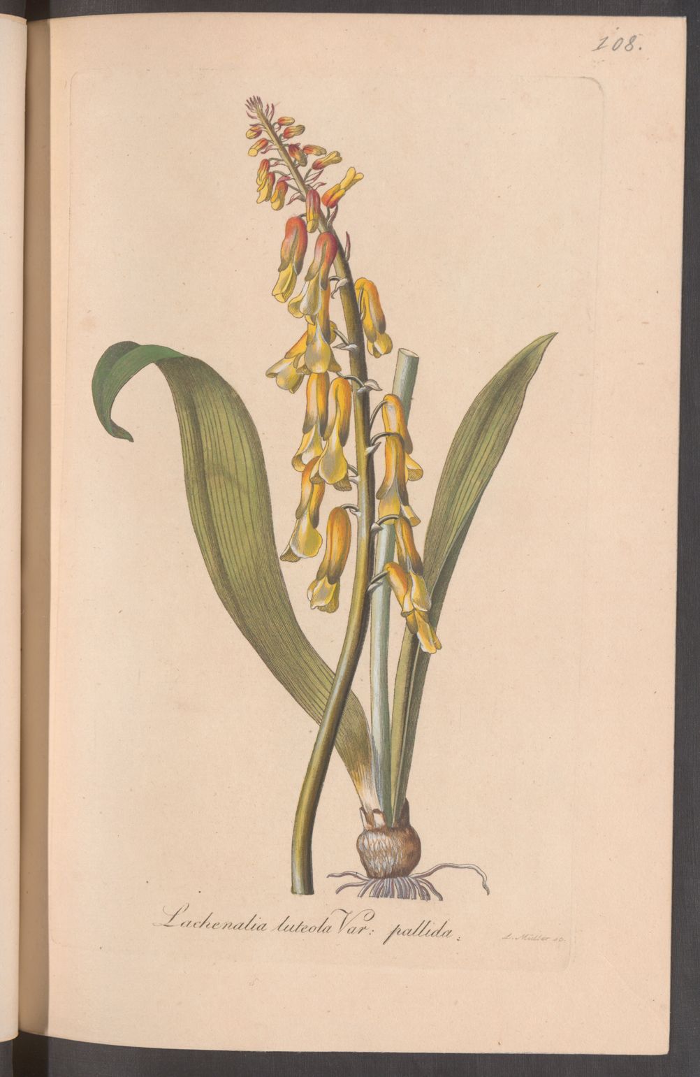 no full size  illustration available (3a)