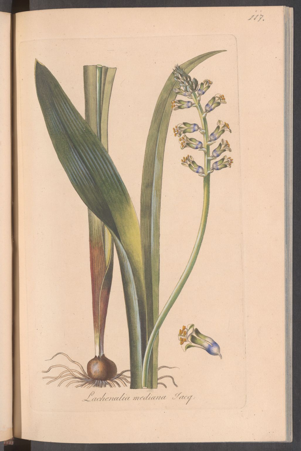 no full size  illustration available (3a)