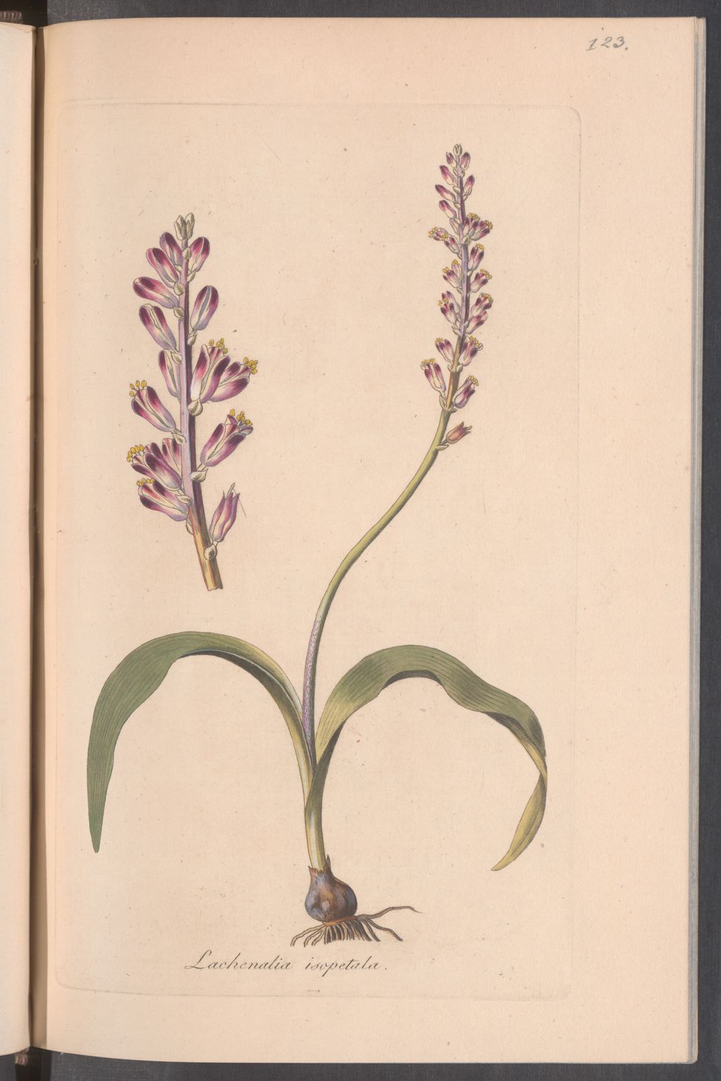 no full size  illustration available (3a)