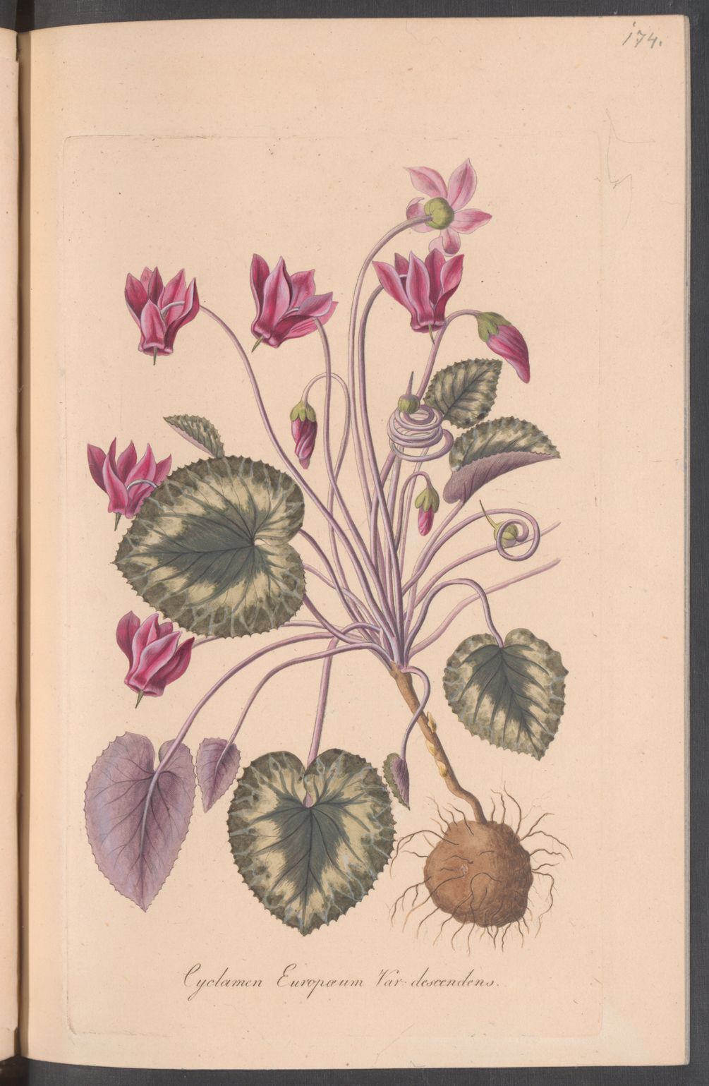 no full size  illustration available (3a)