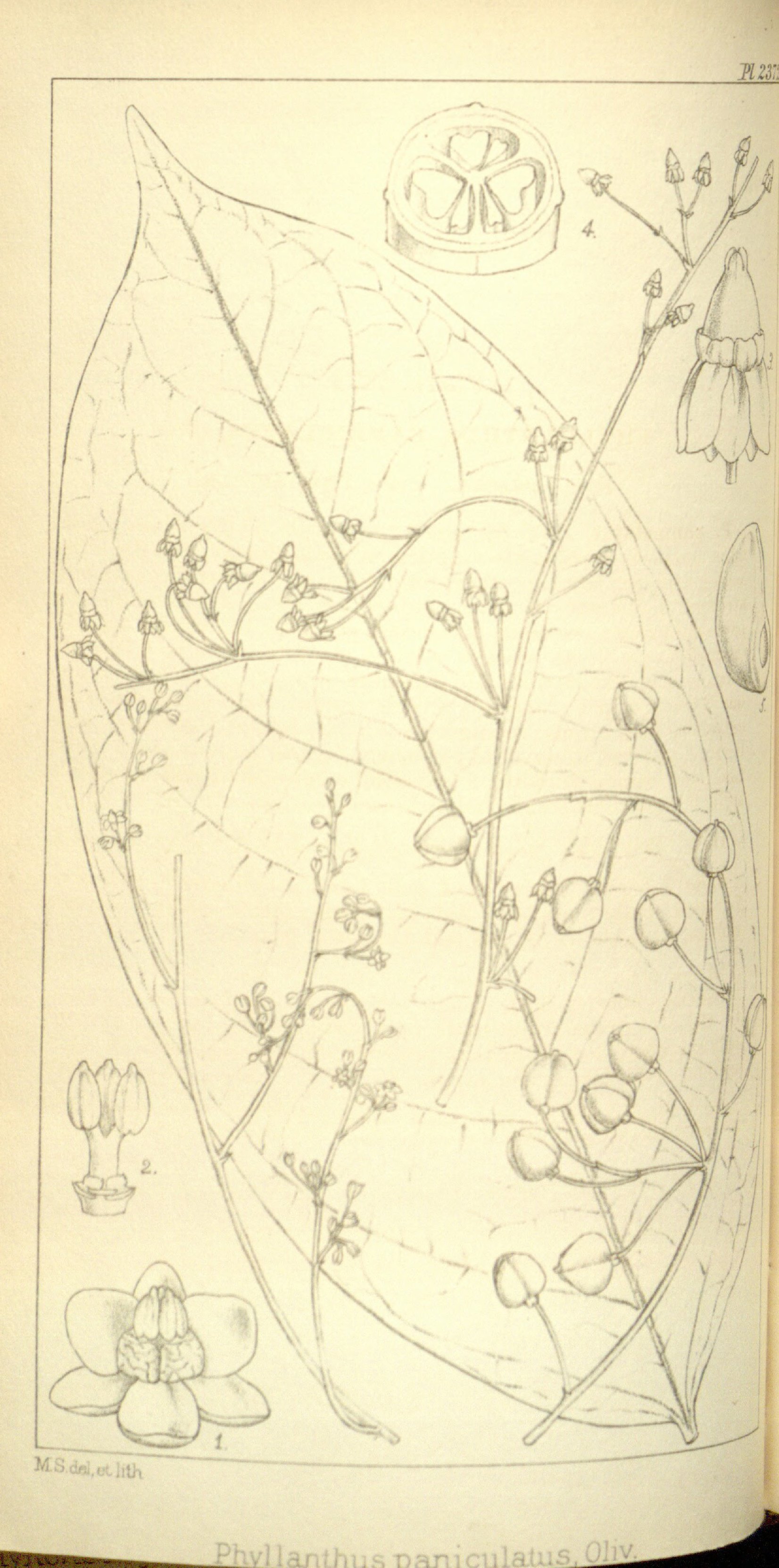 no full size  illustration available (3a)