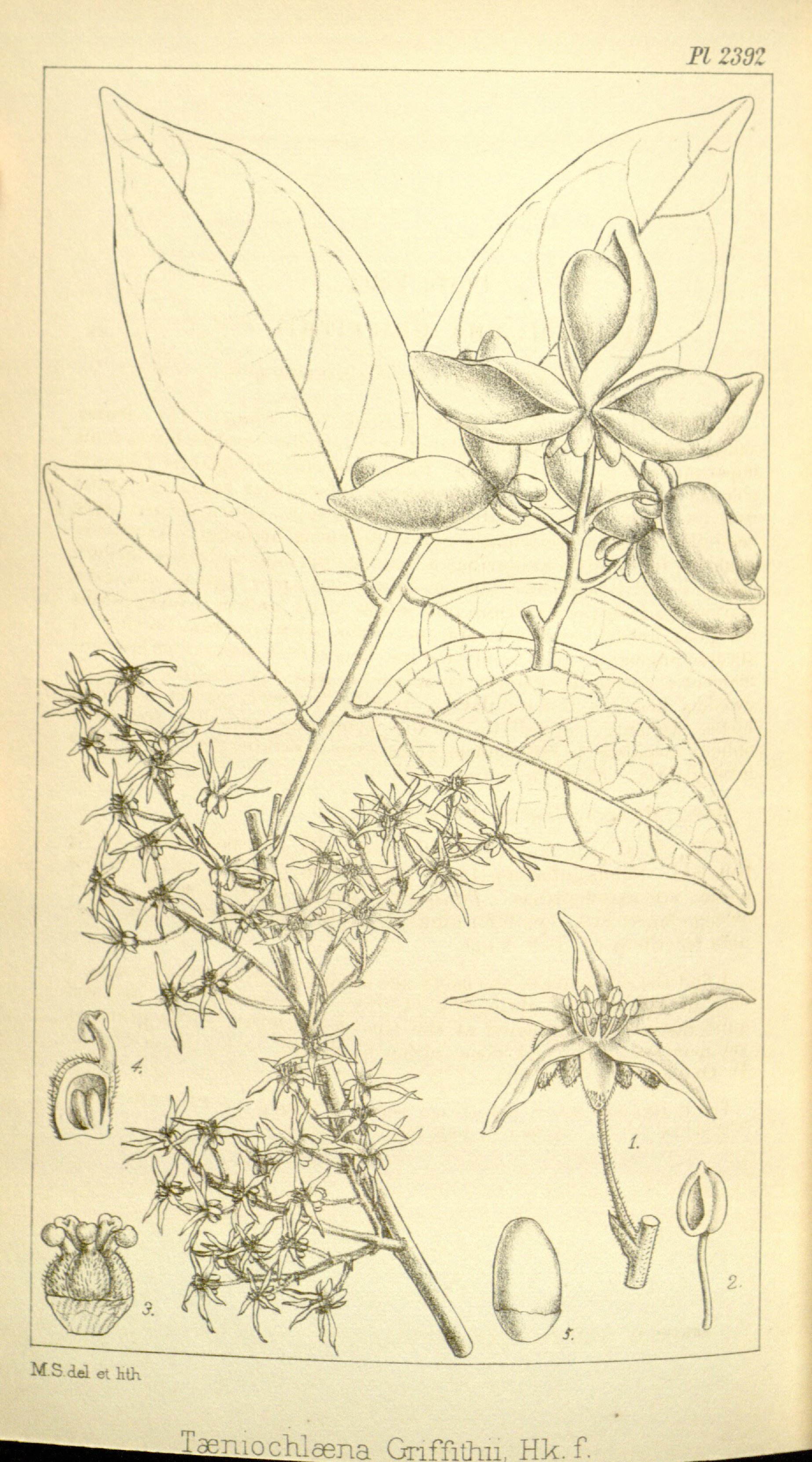 no full size  illustration available (3a)