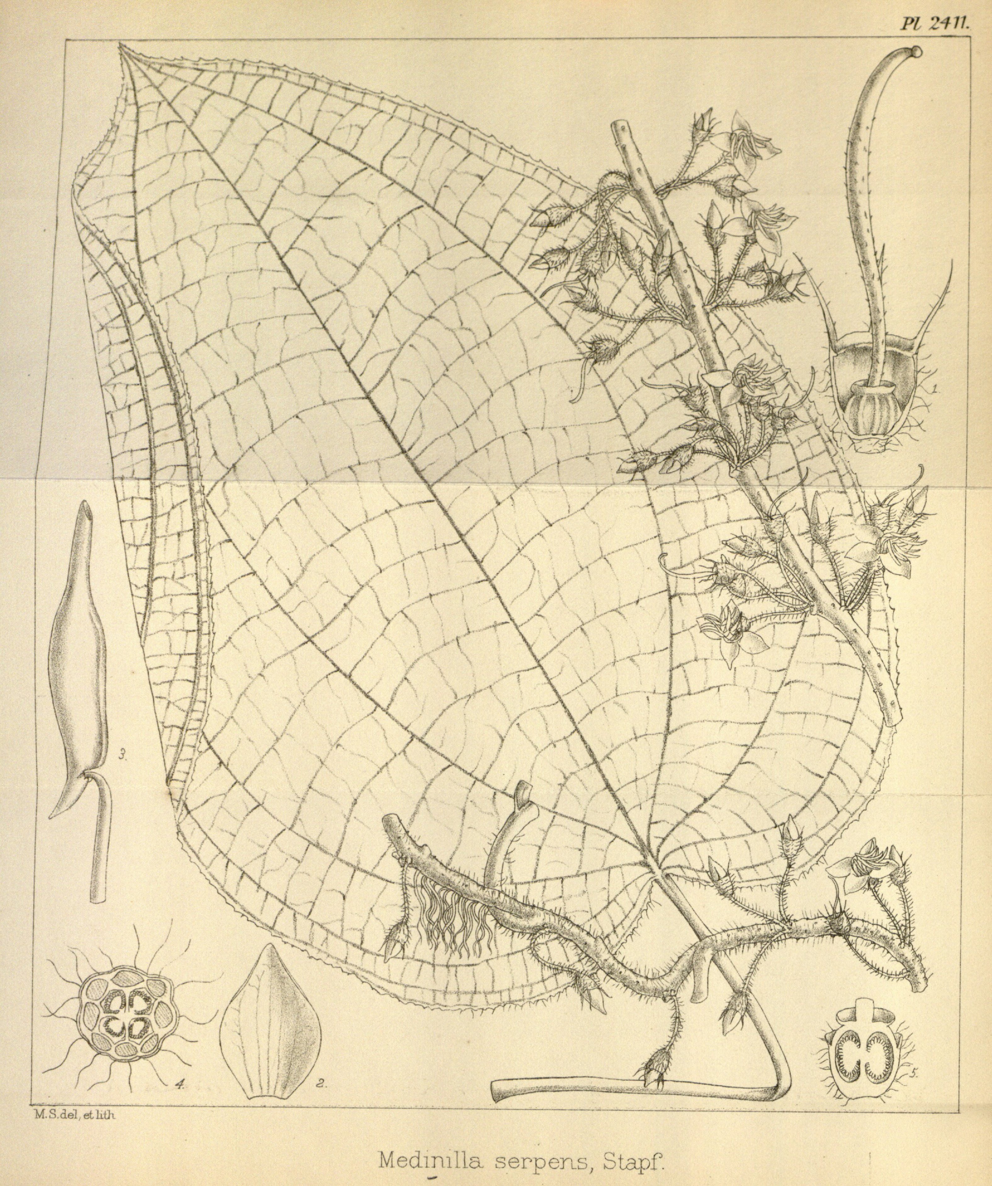 no full size  illustration available (3a)