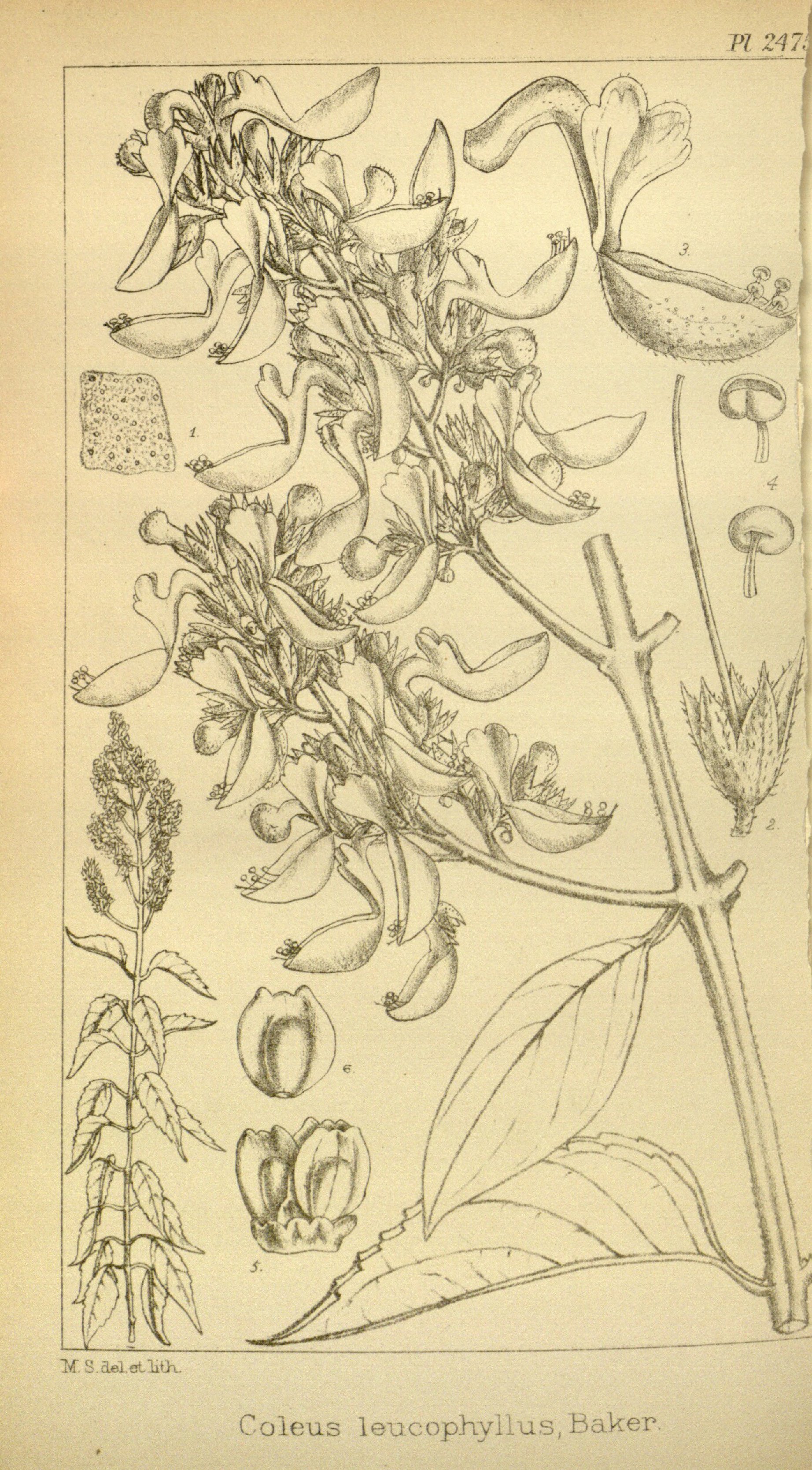 no full size  illustration available (3a)