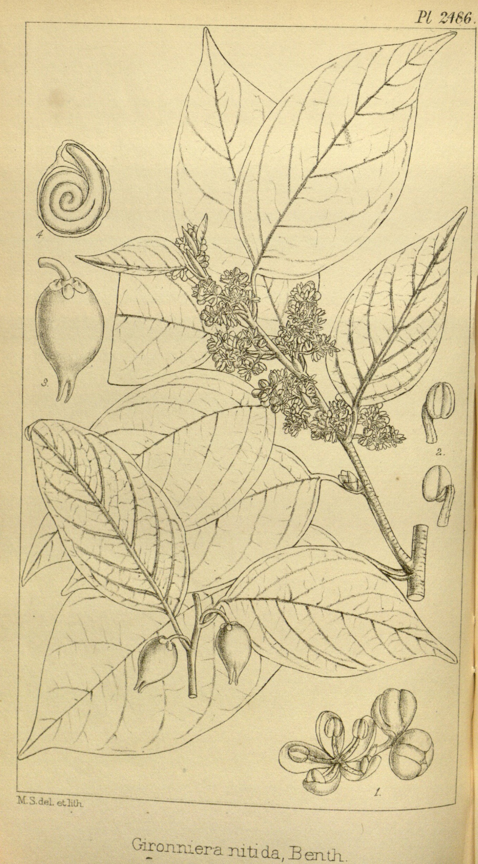 no full size  illustration available (3a)