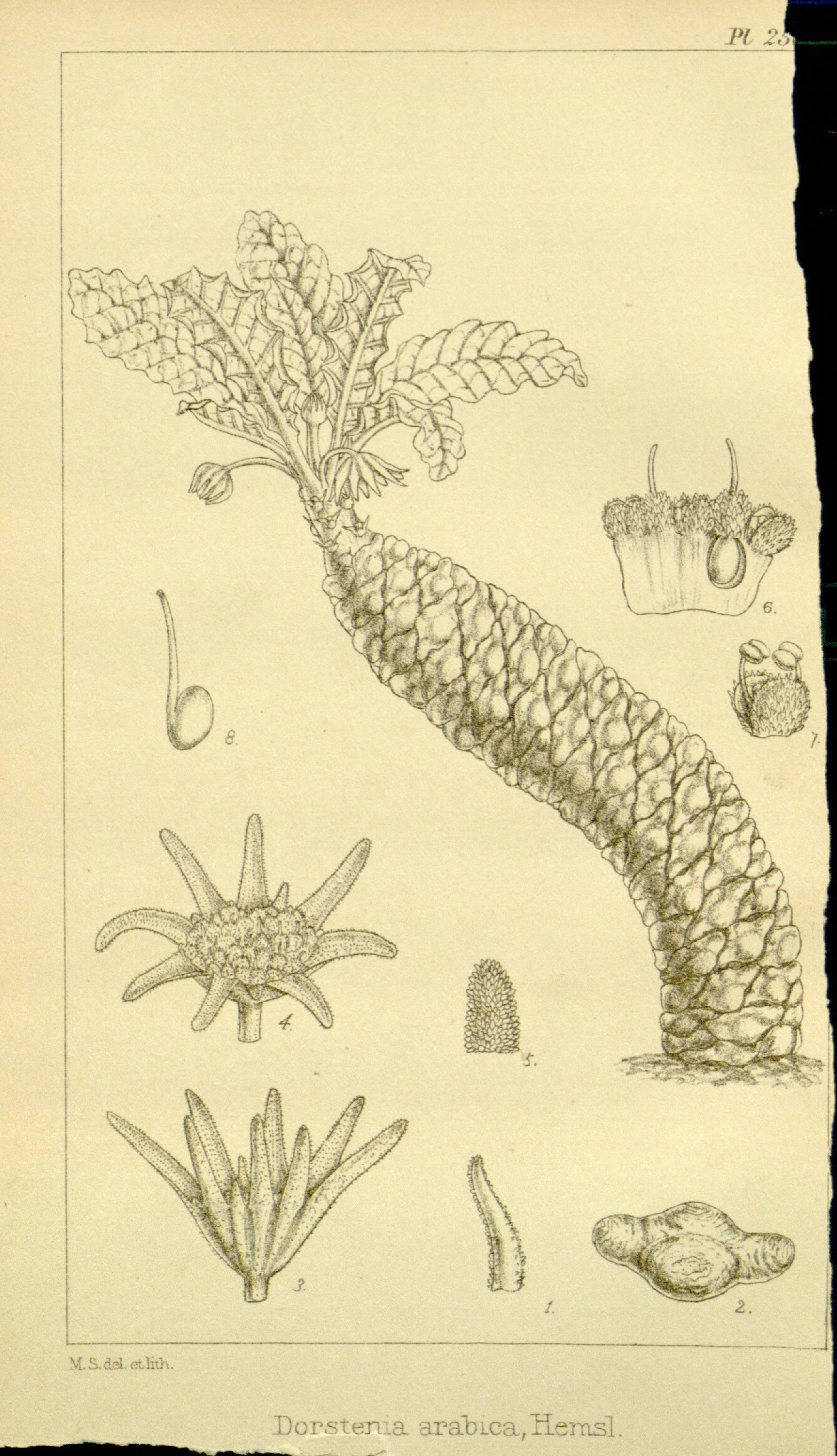 no full size  illustration available (3a)