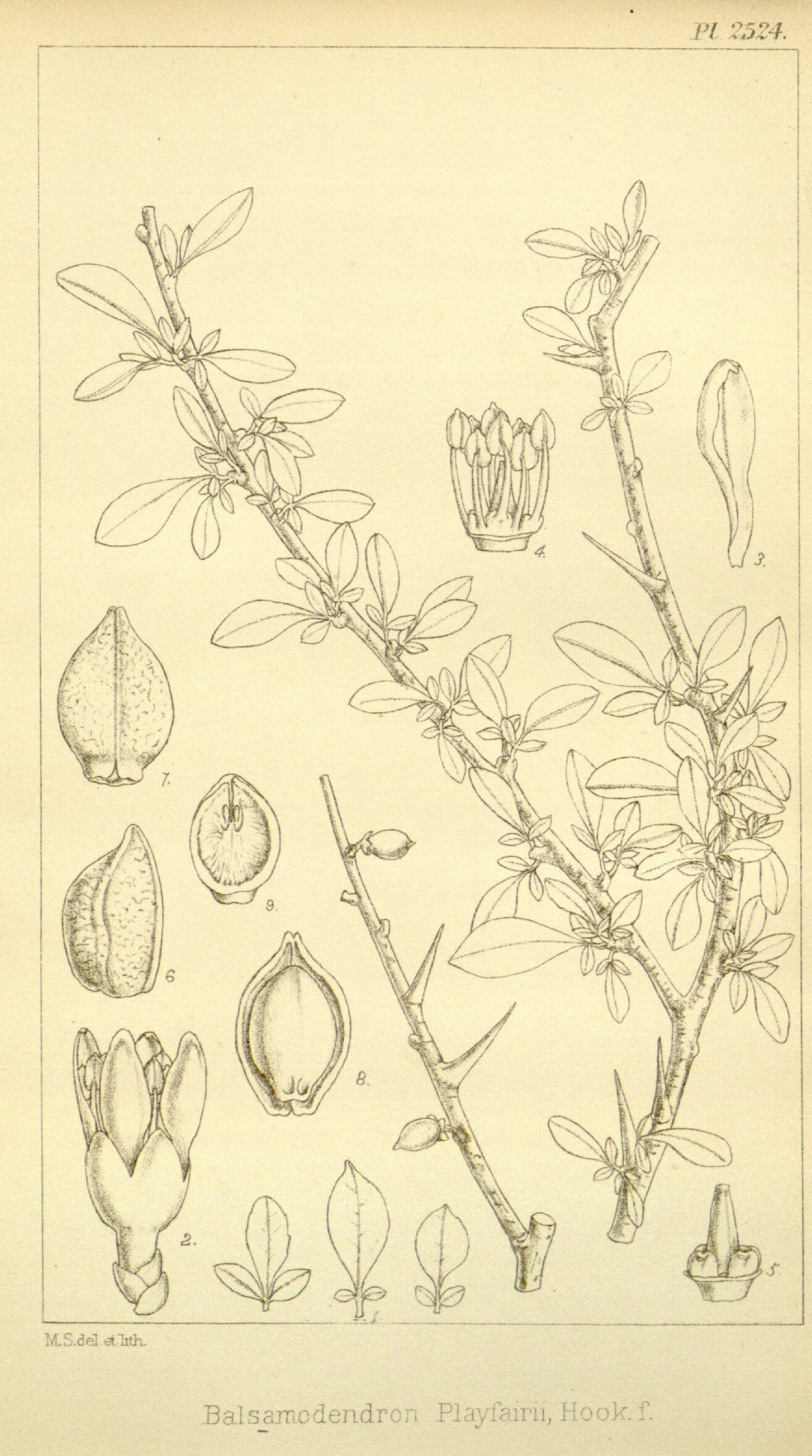 no full size  illustration available (3a)