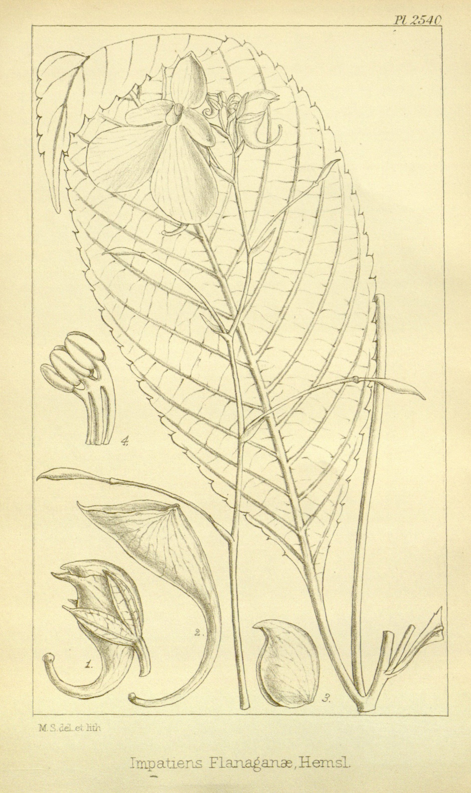 no full size  illustration available (3a)