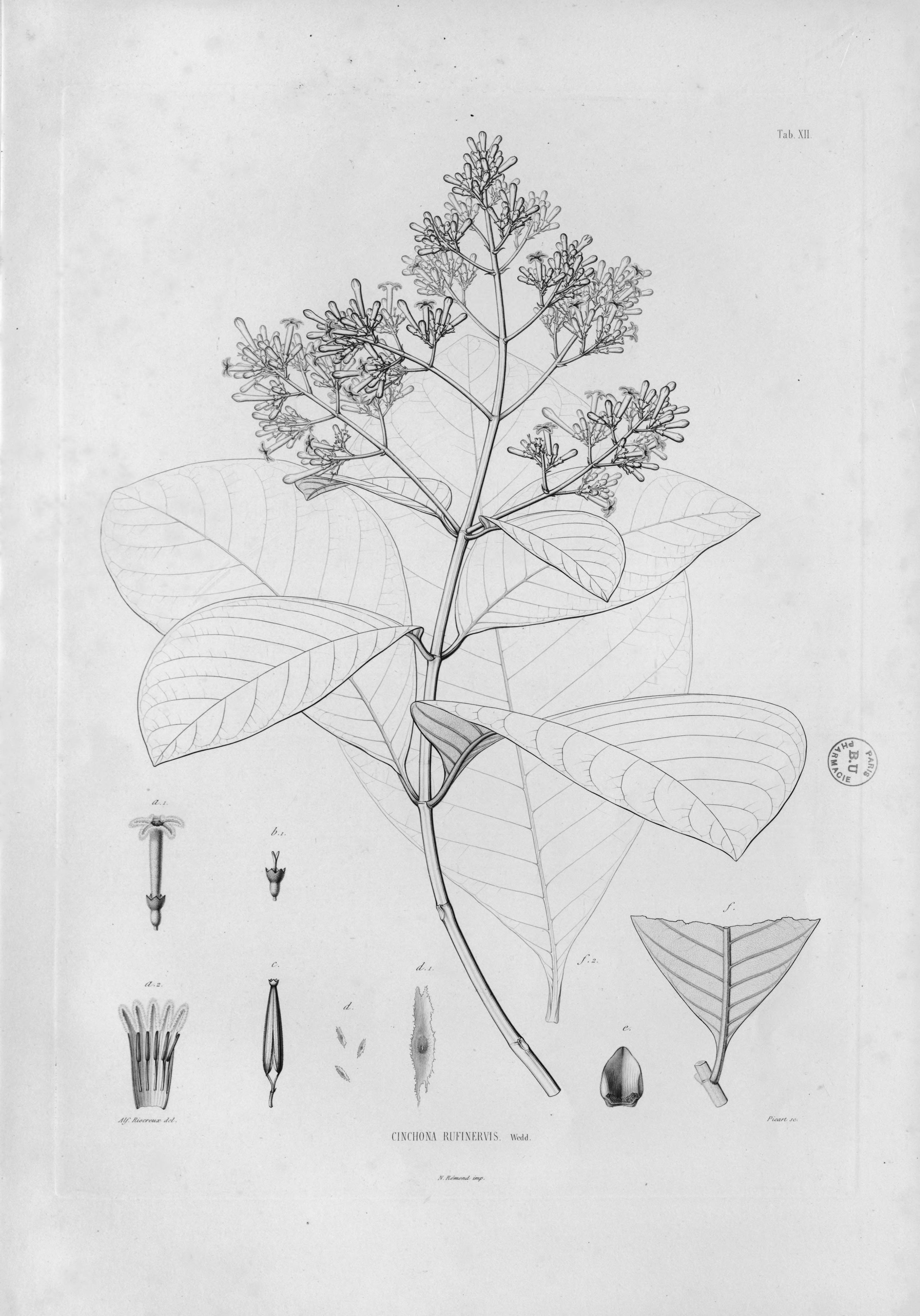 no full size  illustration available (3a)