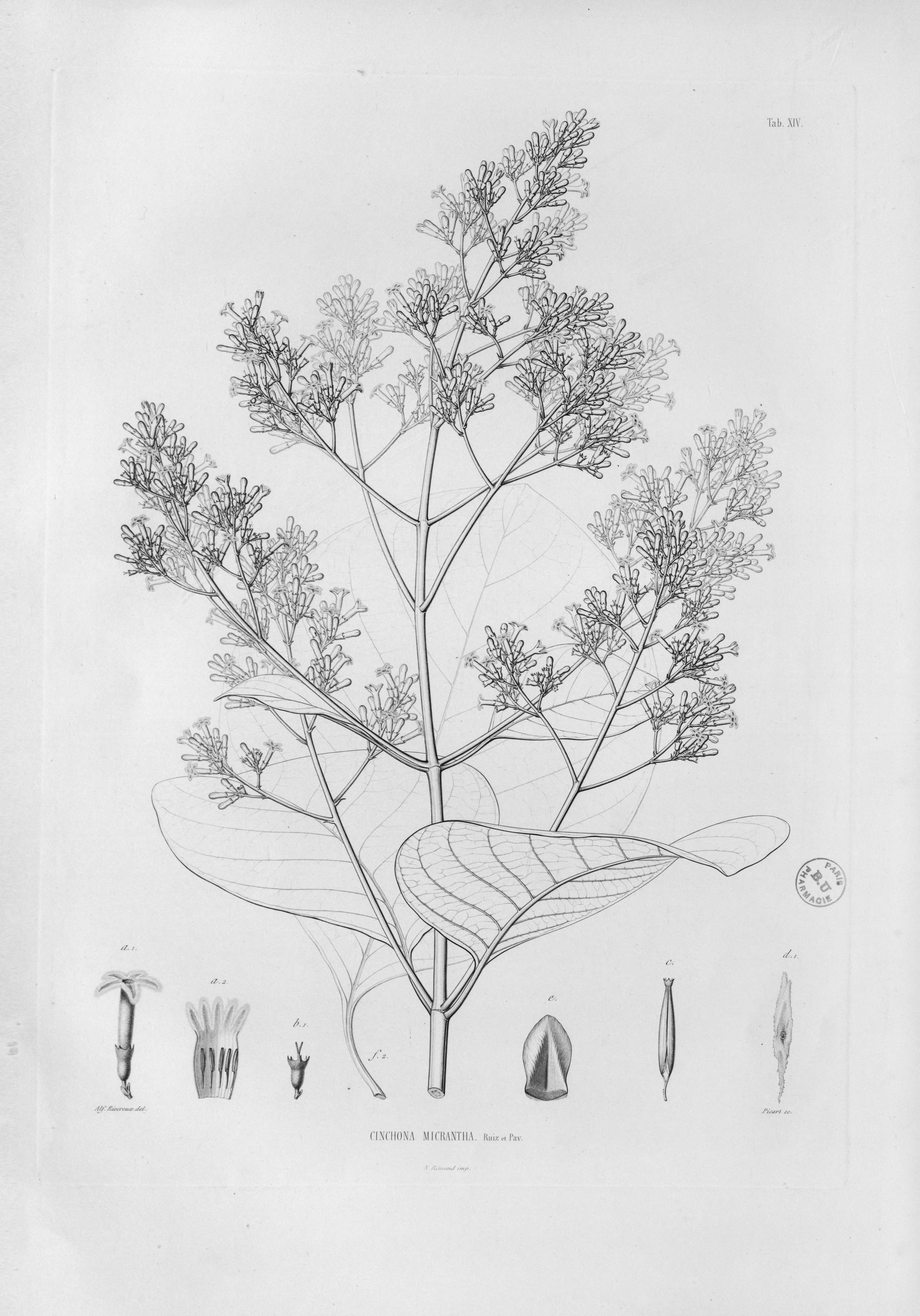 no full size  illustration available (3a)